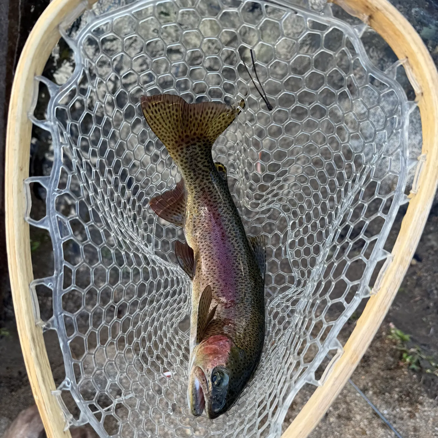 Rainbow trout caught on Fishbrain