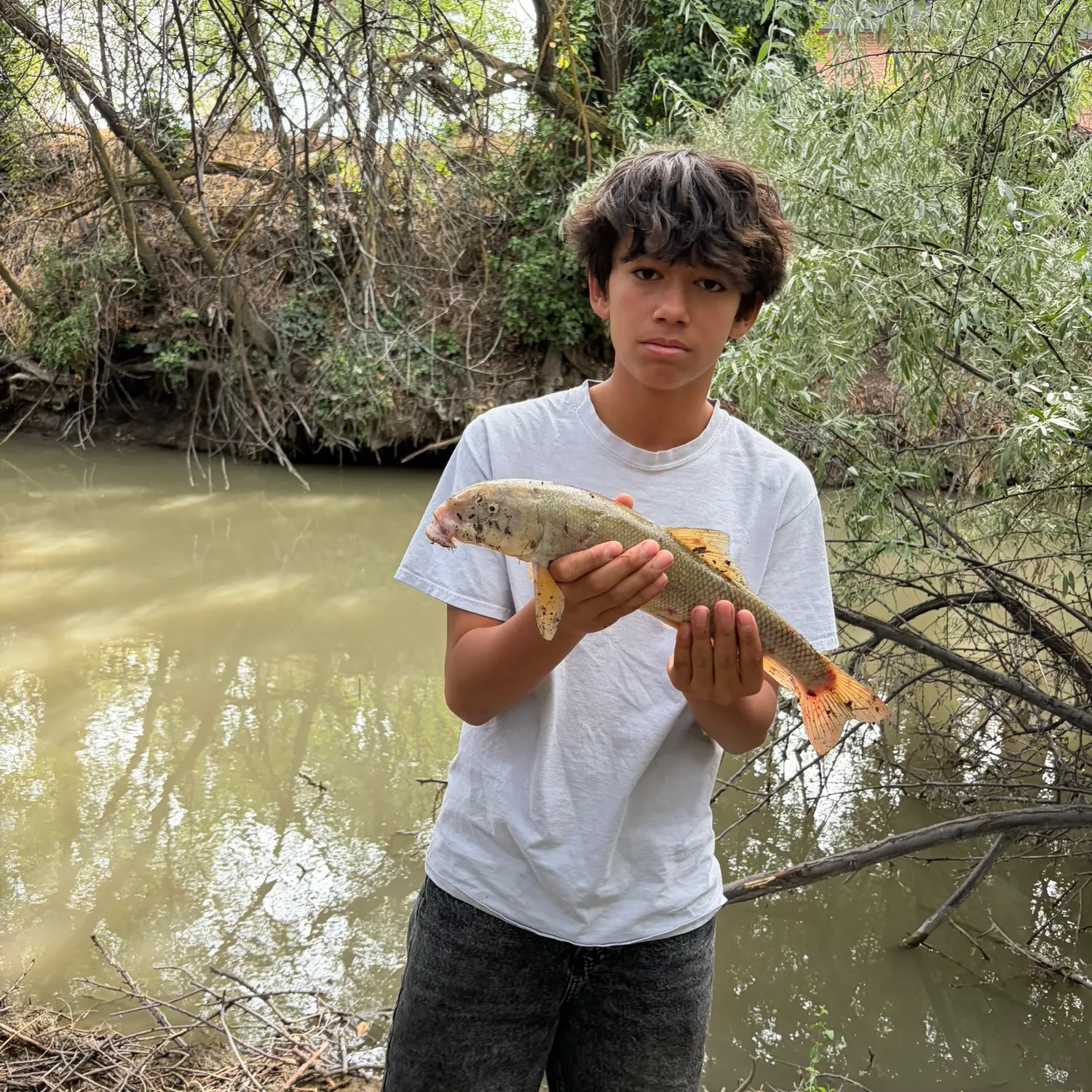 The most recent Utah sucker catches on Fishbrain