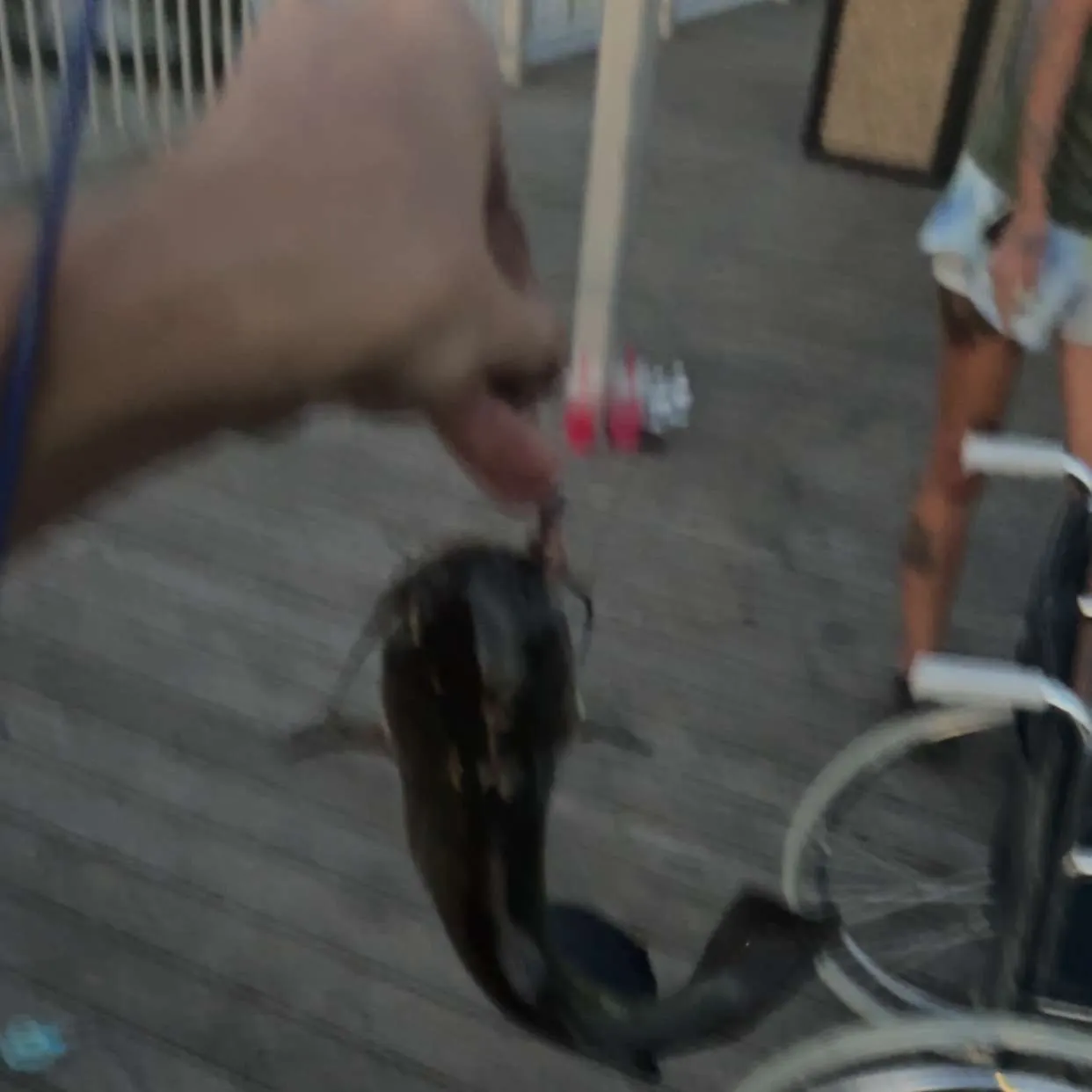 Channel catfish caught on Fishbrain