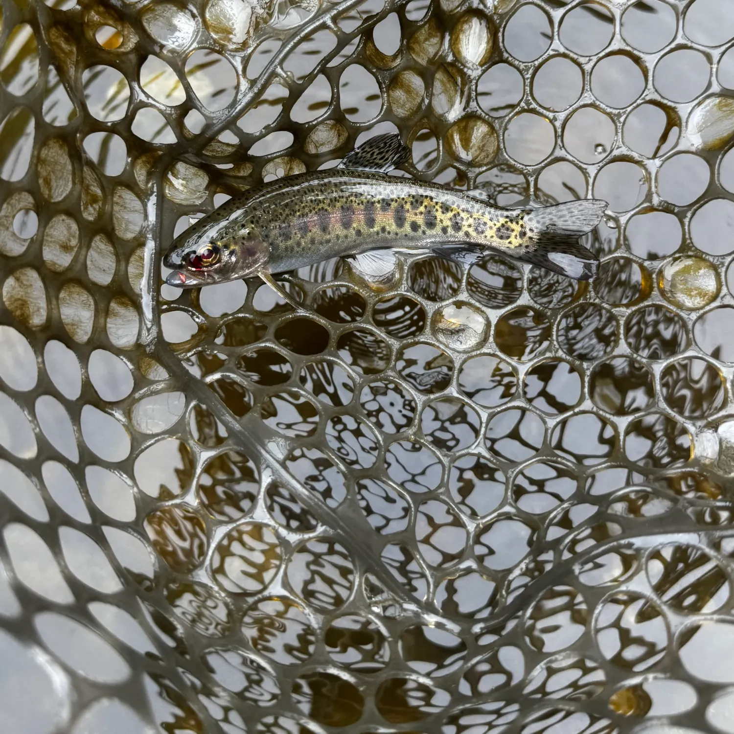 Rainbow trout caught on Fishbrain