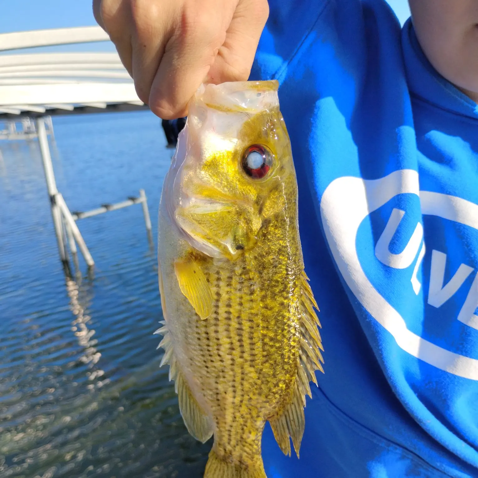 Rock bass caught on Fishbrain