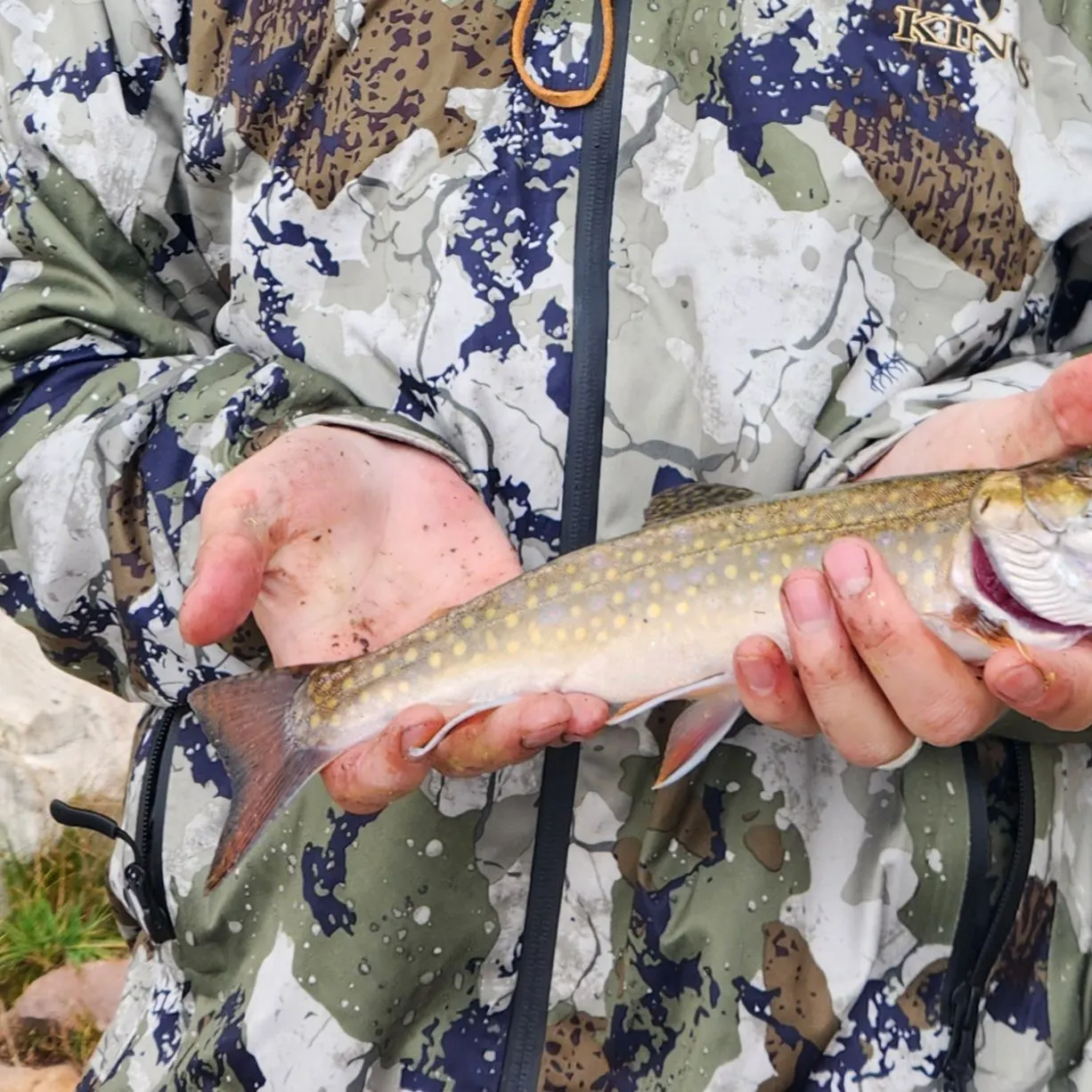 Brook trout caught on Fishbrain