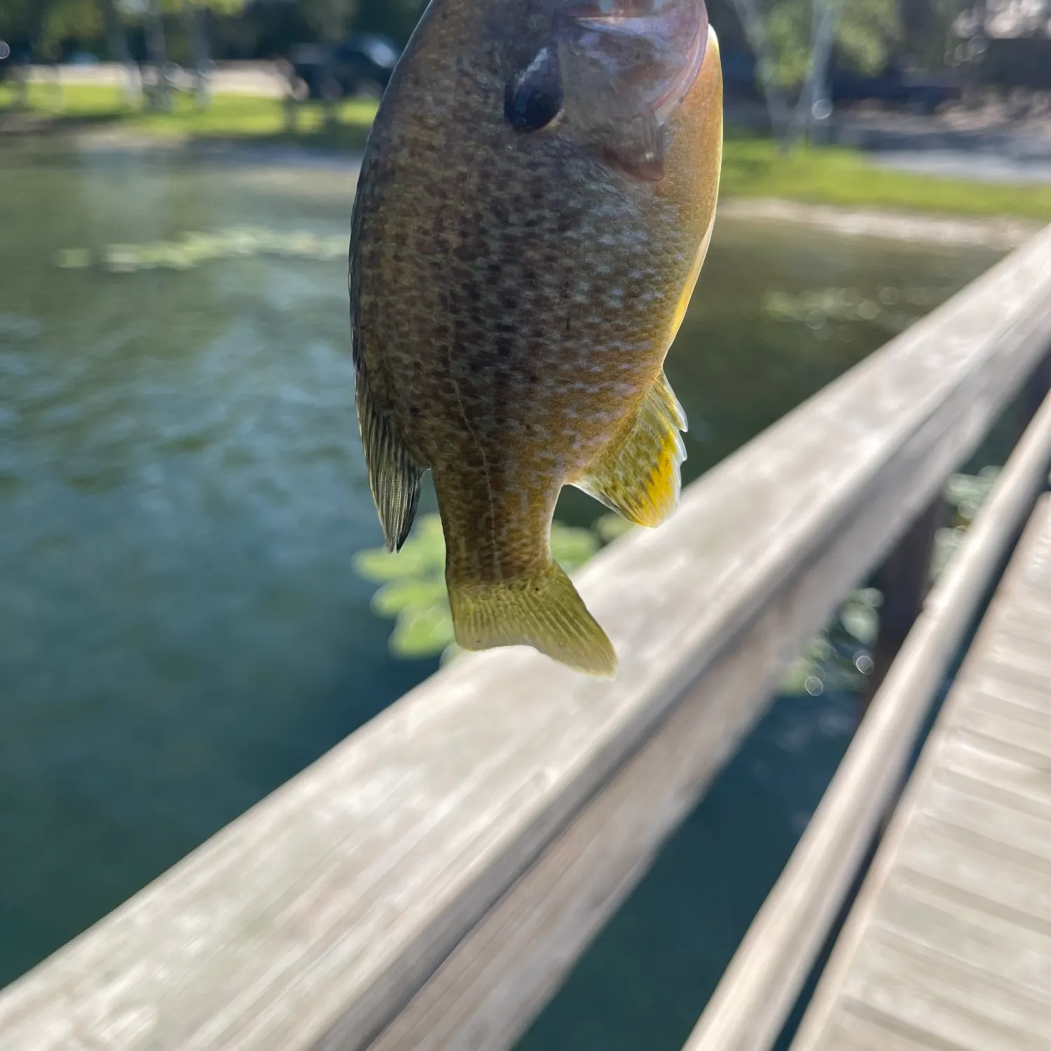 Greengill hybrid caught on Fishbrain