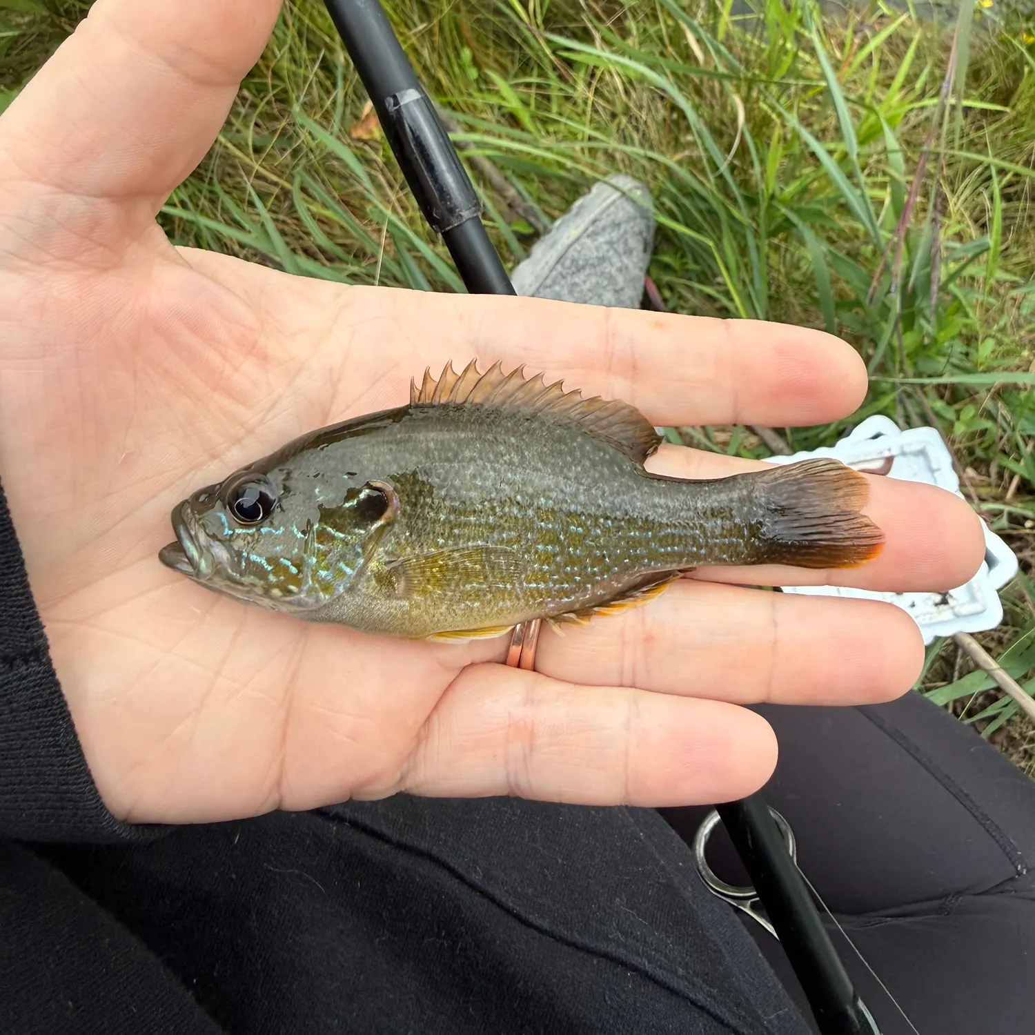 Green sunfish caught on Fishbrain