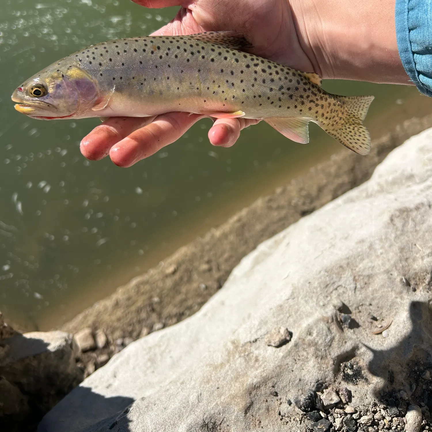 The most recent Colorado river cutthroat trout catches on Fishbrain
