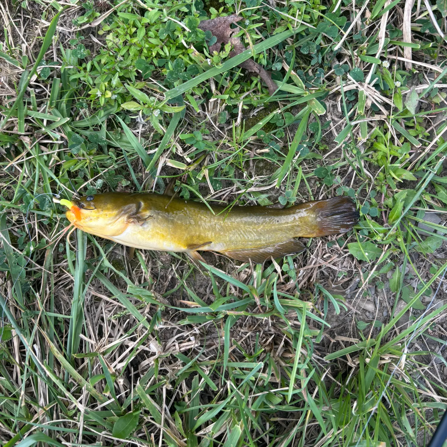 Yellow bullhead caught on Fishbrain
