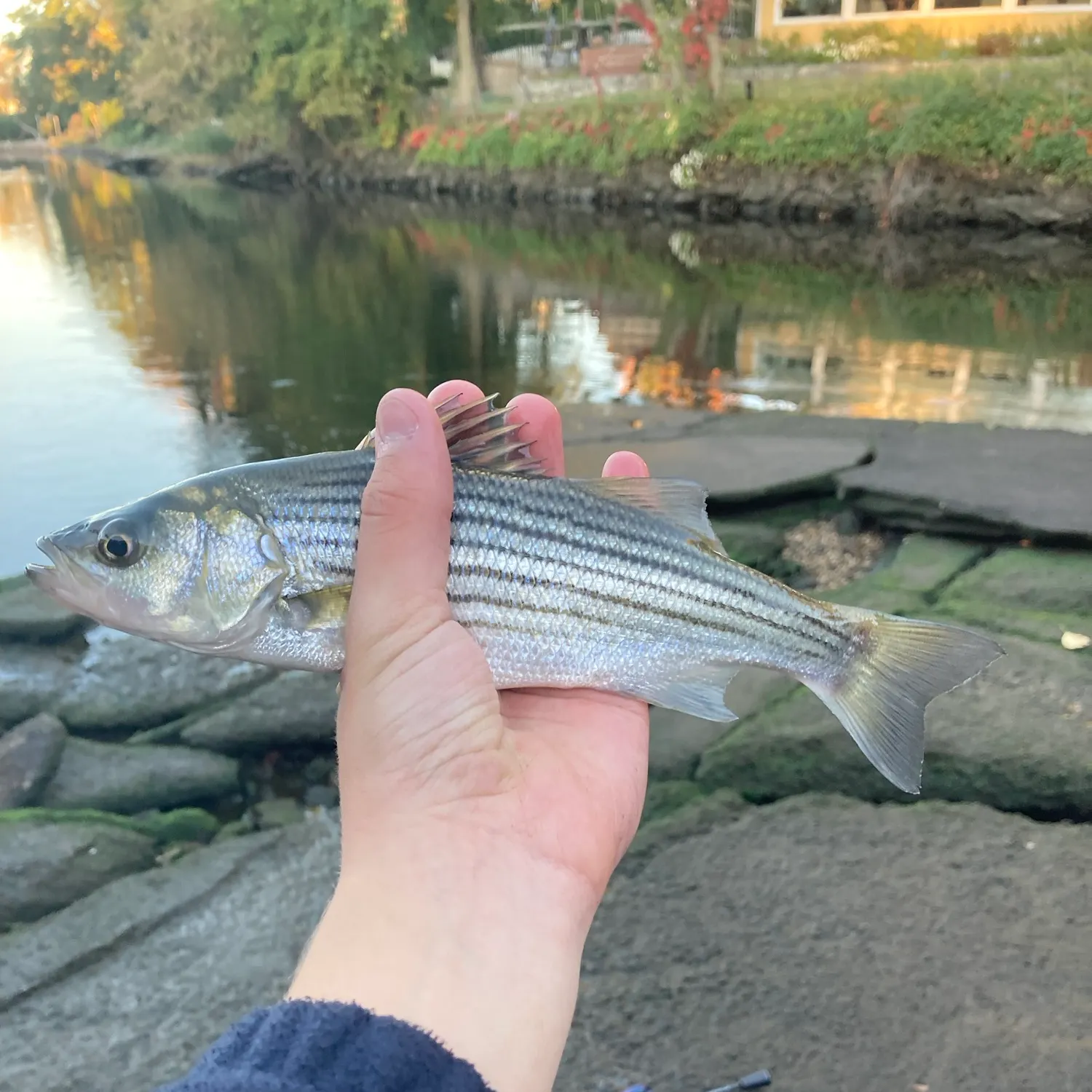 Striped bass caught on Fishbrain
