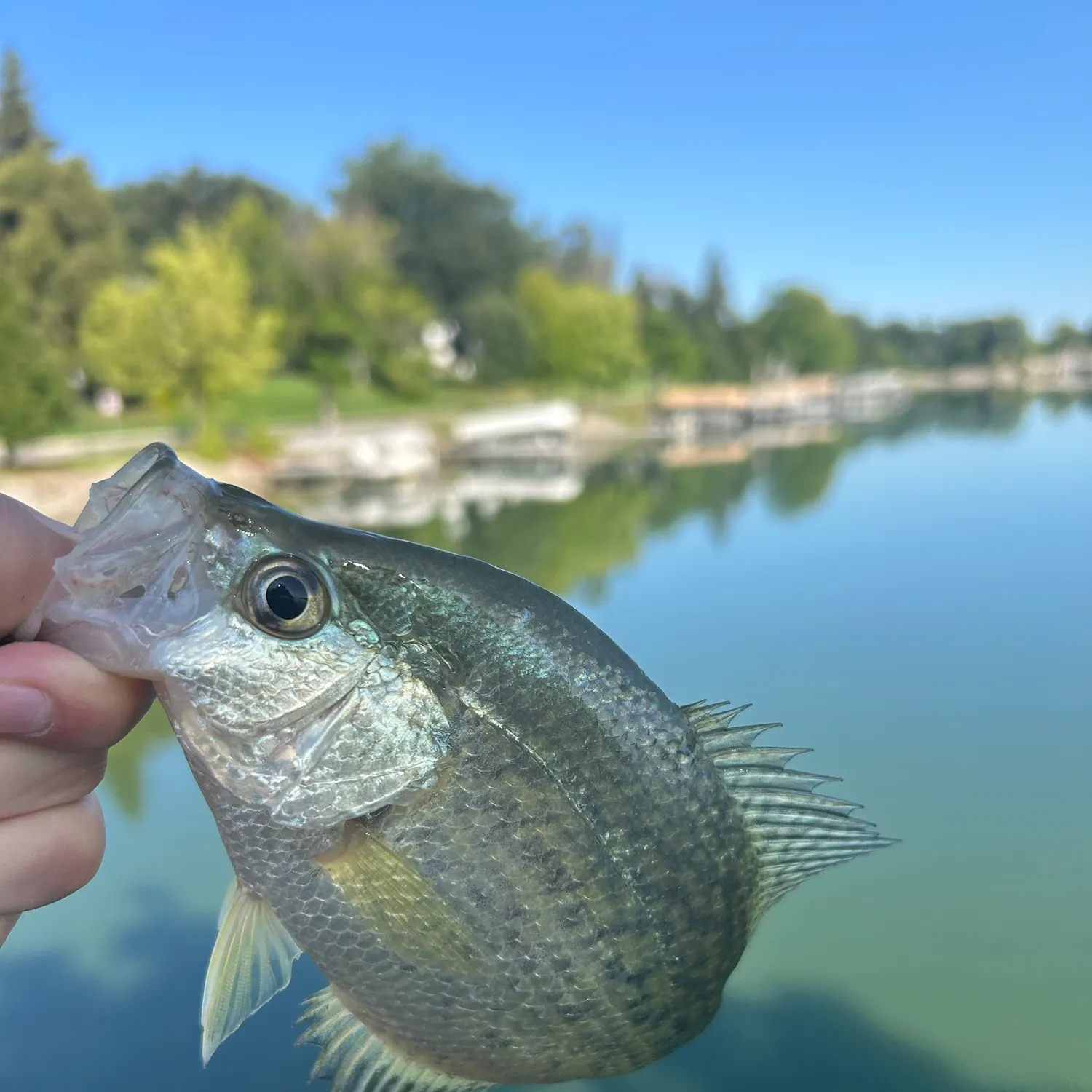 Black crappie caught on Fishbrain