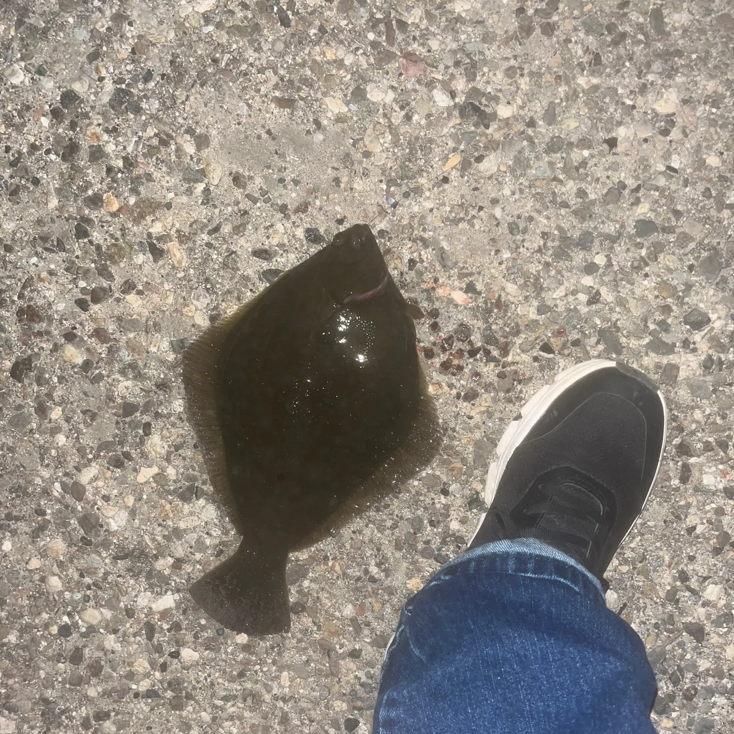 The most recent Diamond turbot catches on Fishbrain