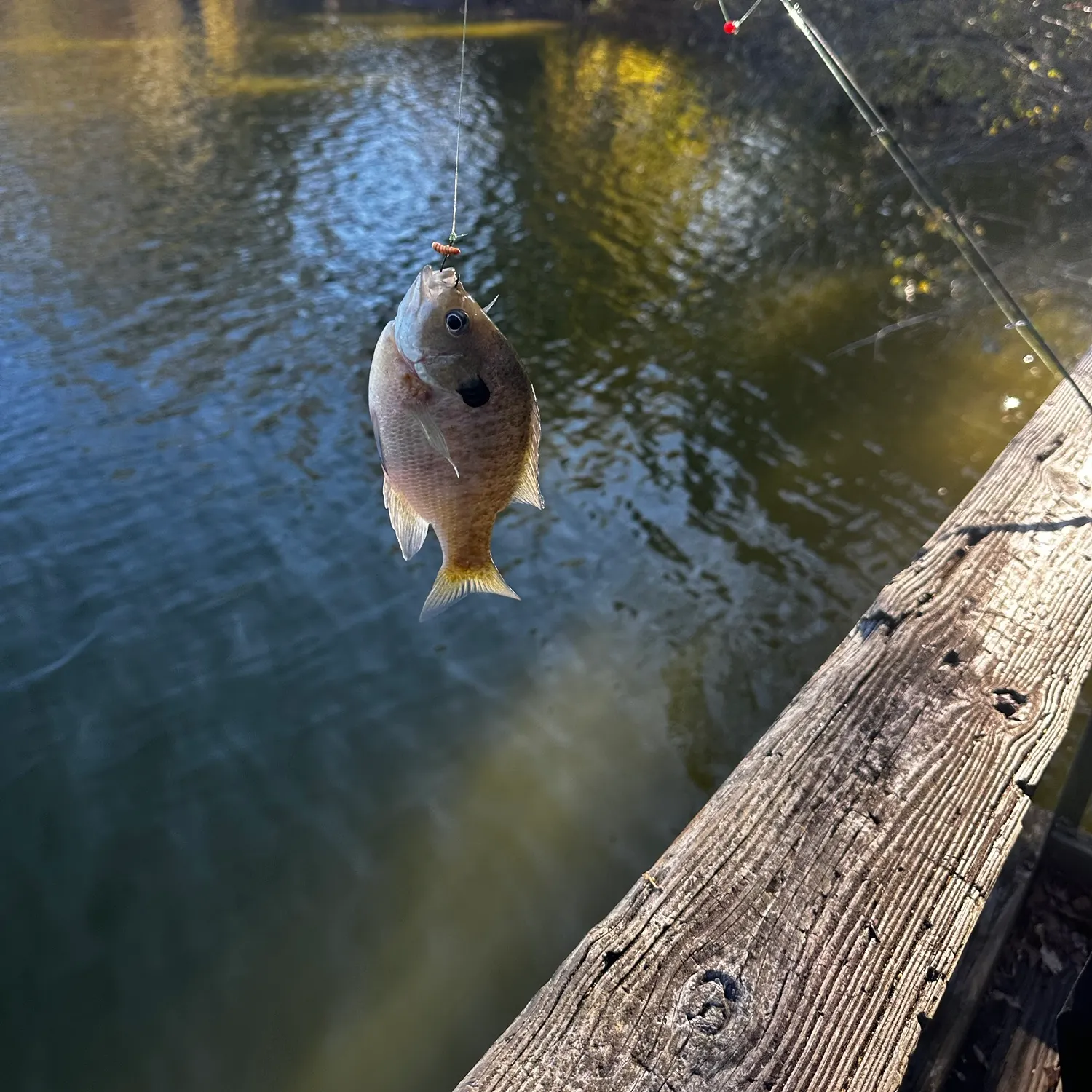 Bluegill caught on Fishbrain