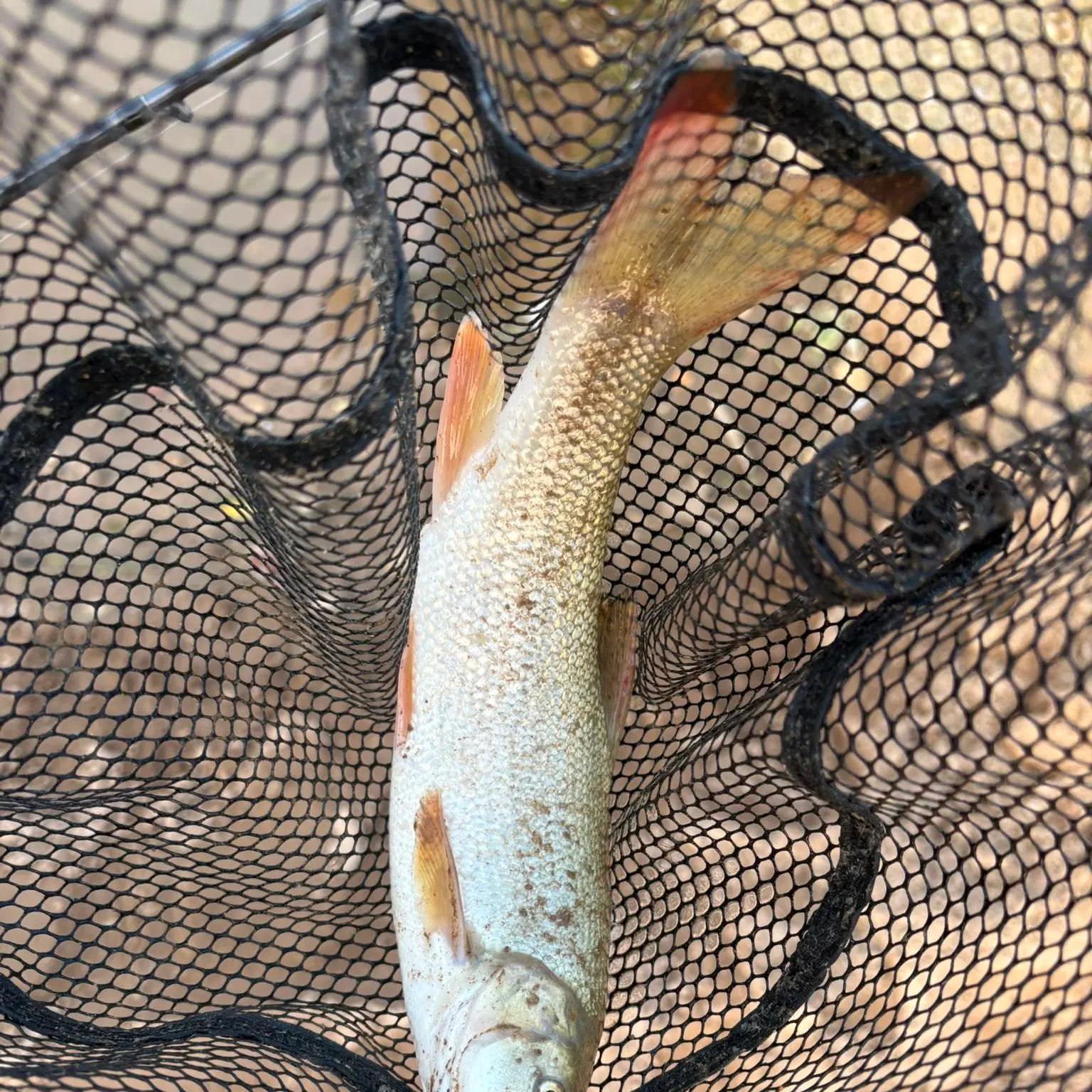 Common barbel caught on Fishbrain
