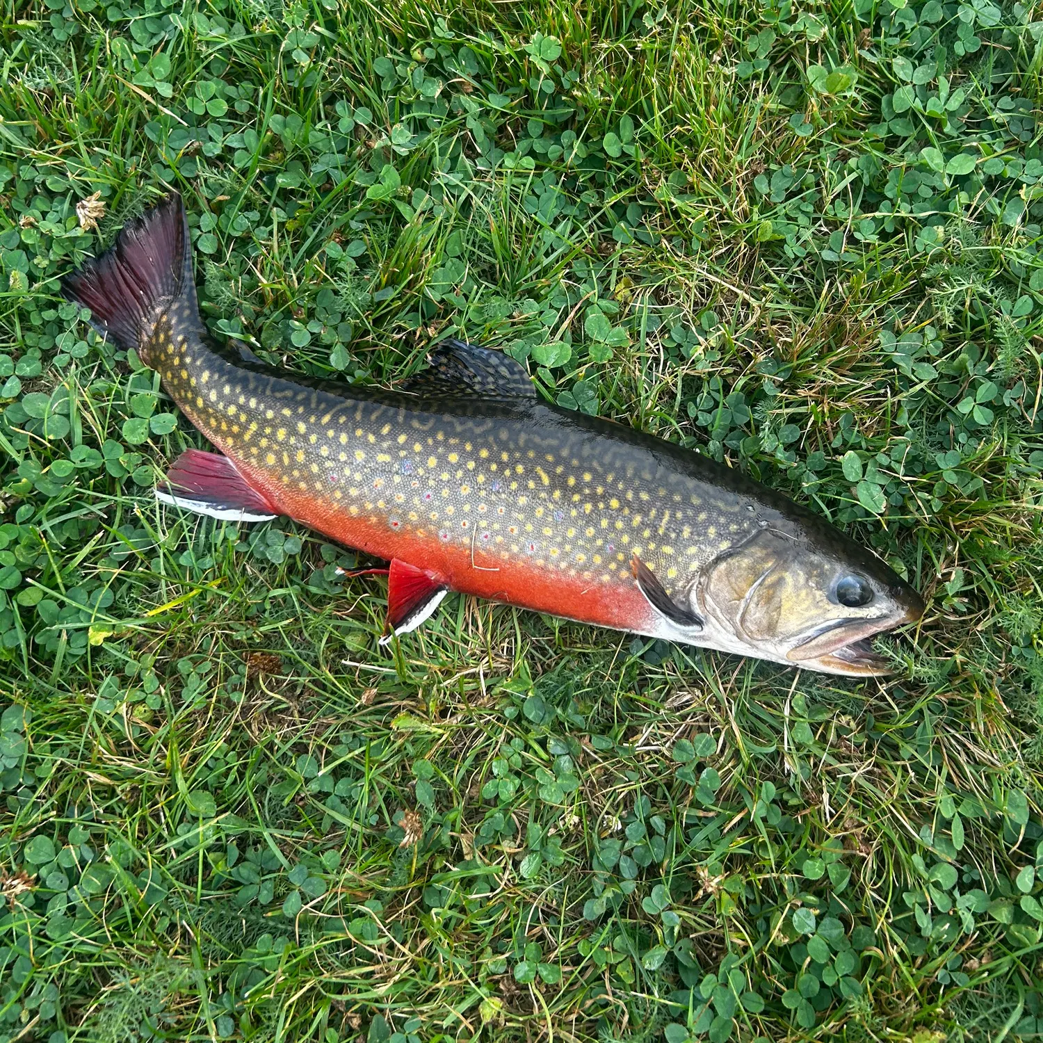 Brook trout caught on Fishbrain