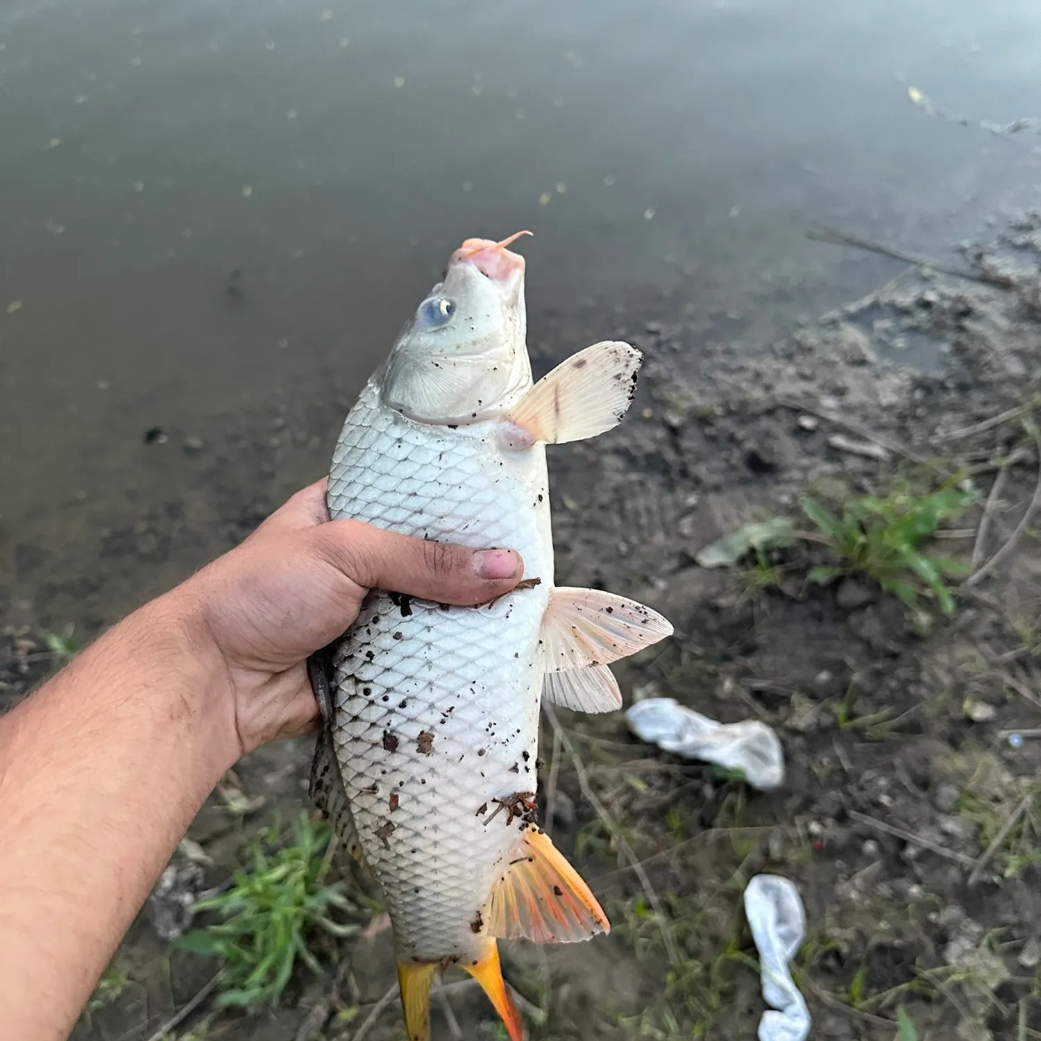 Common carp caught on Fishbrain