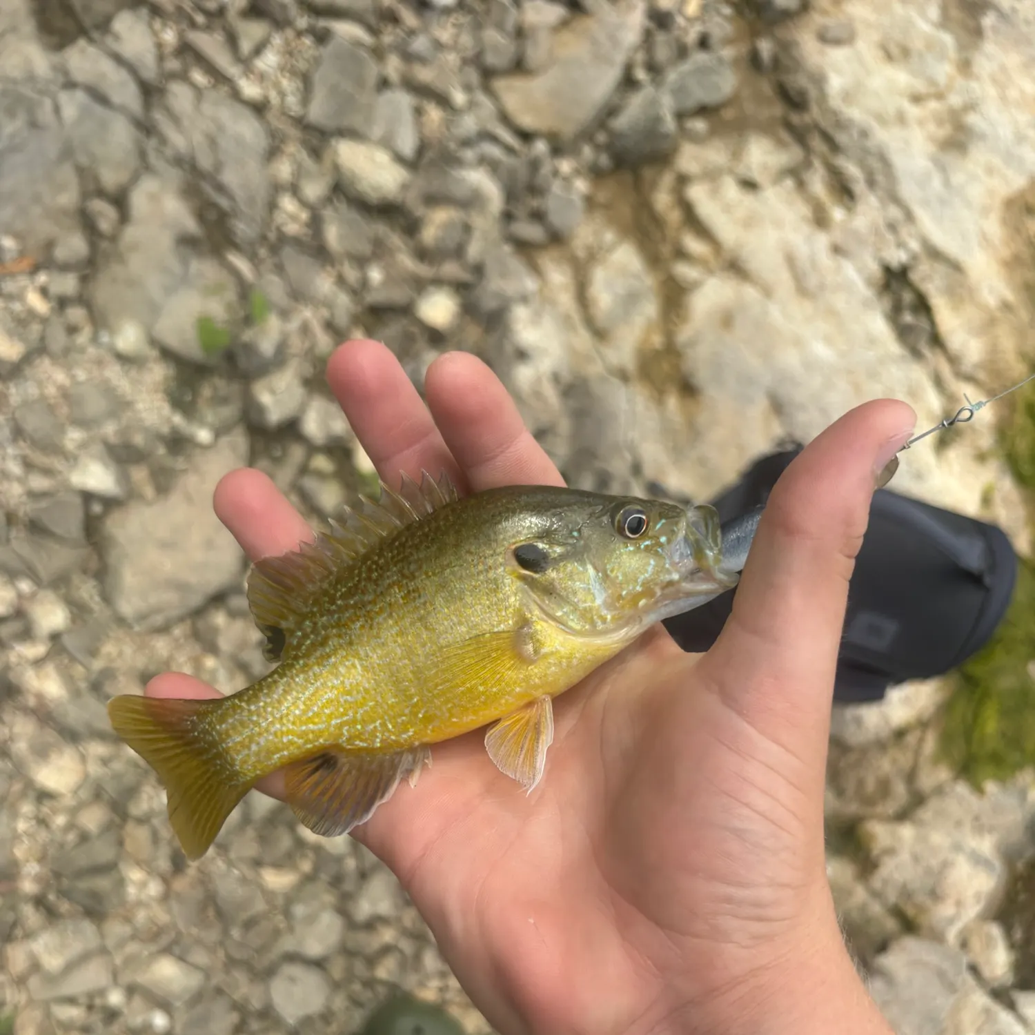 Green sunfish caught on Fishbrain