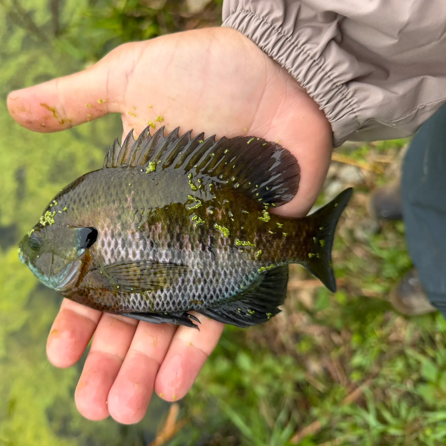 The most recent Bluegill catches on Fishbrain