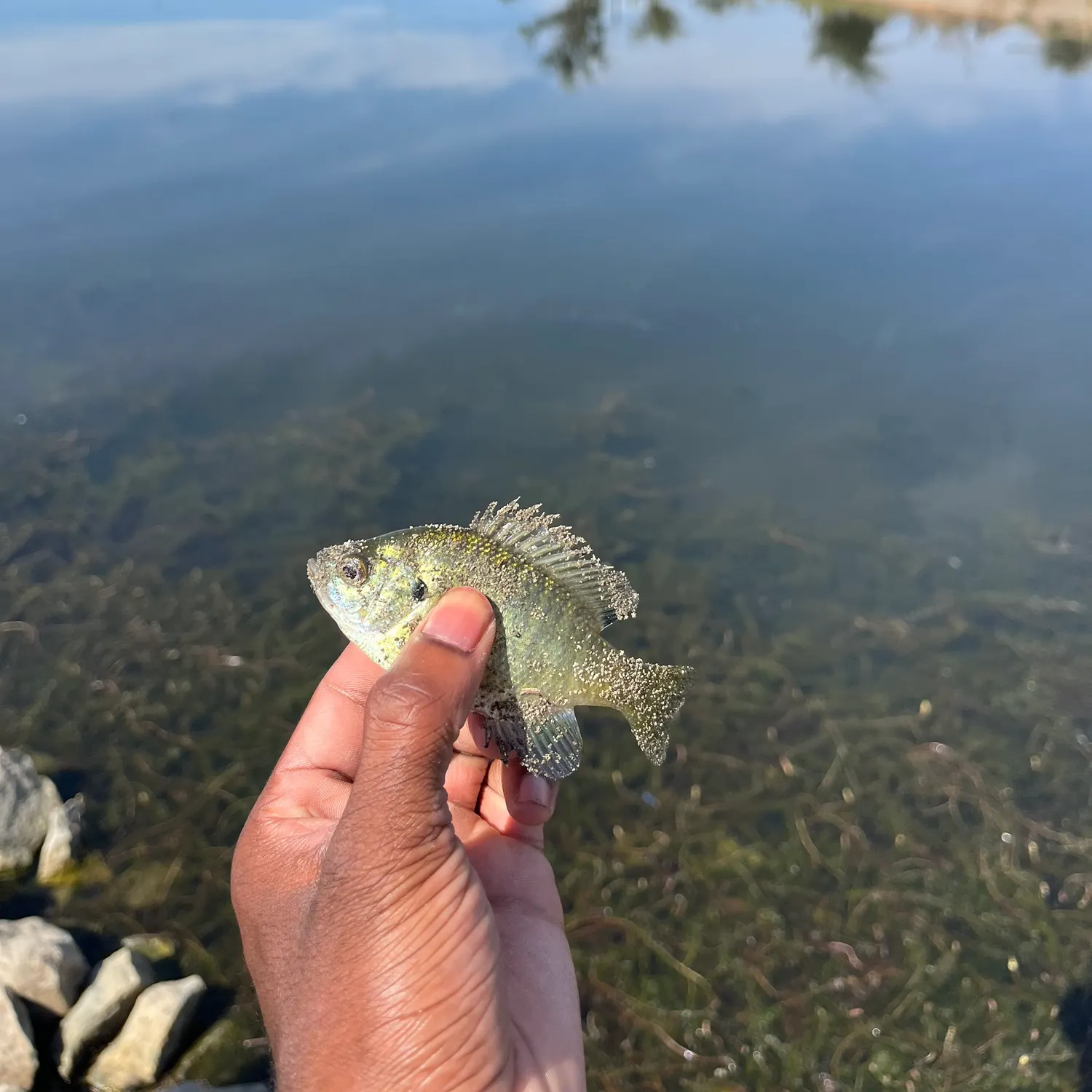Bluegill caught on Fishbrain