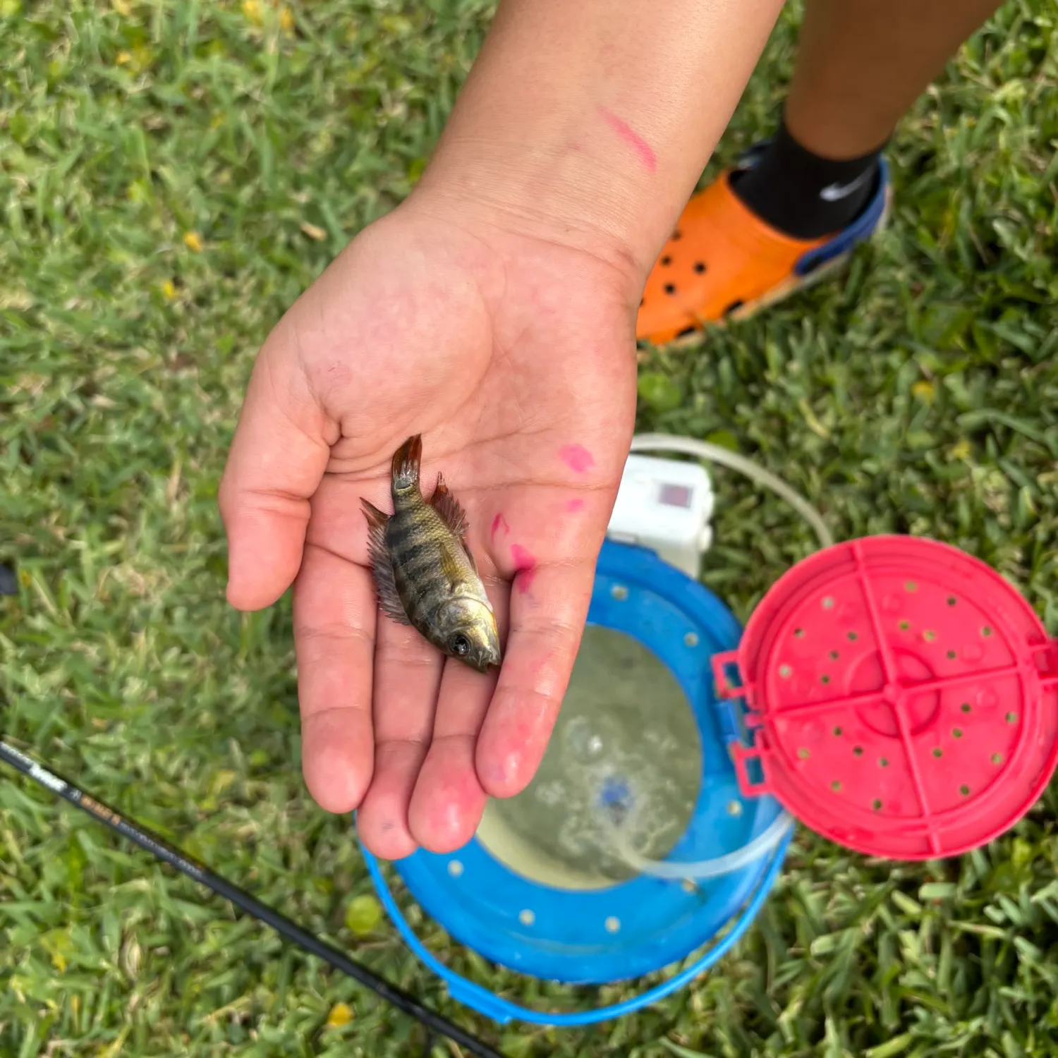 Yellow perch caught on Fishbrain