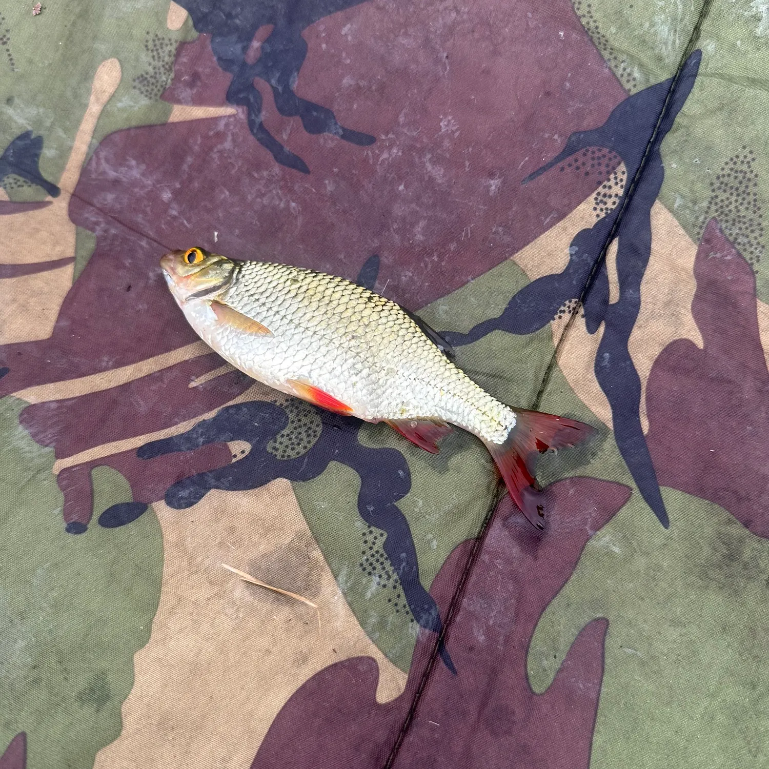 Common roach caught on Fishbrain