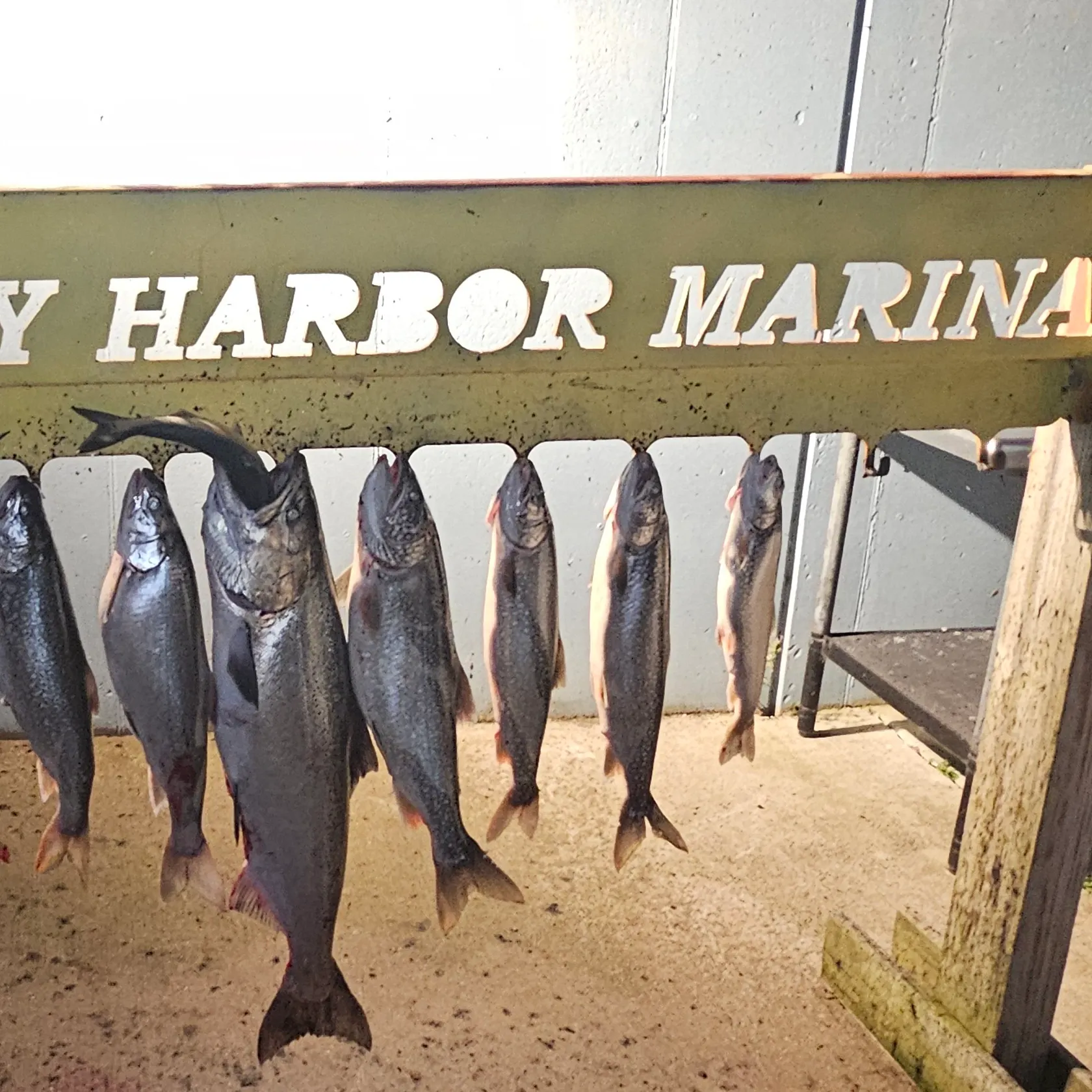 The most recent Chinook salmon catches on Fishbrain