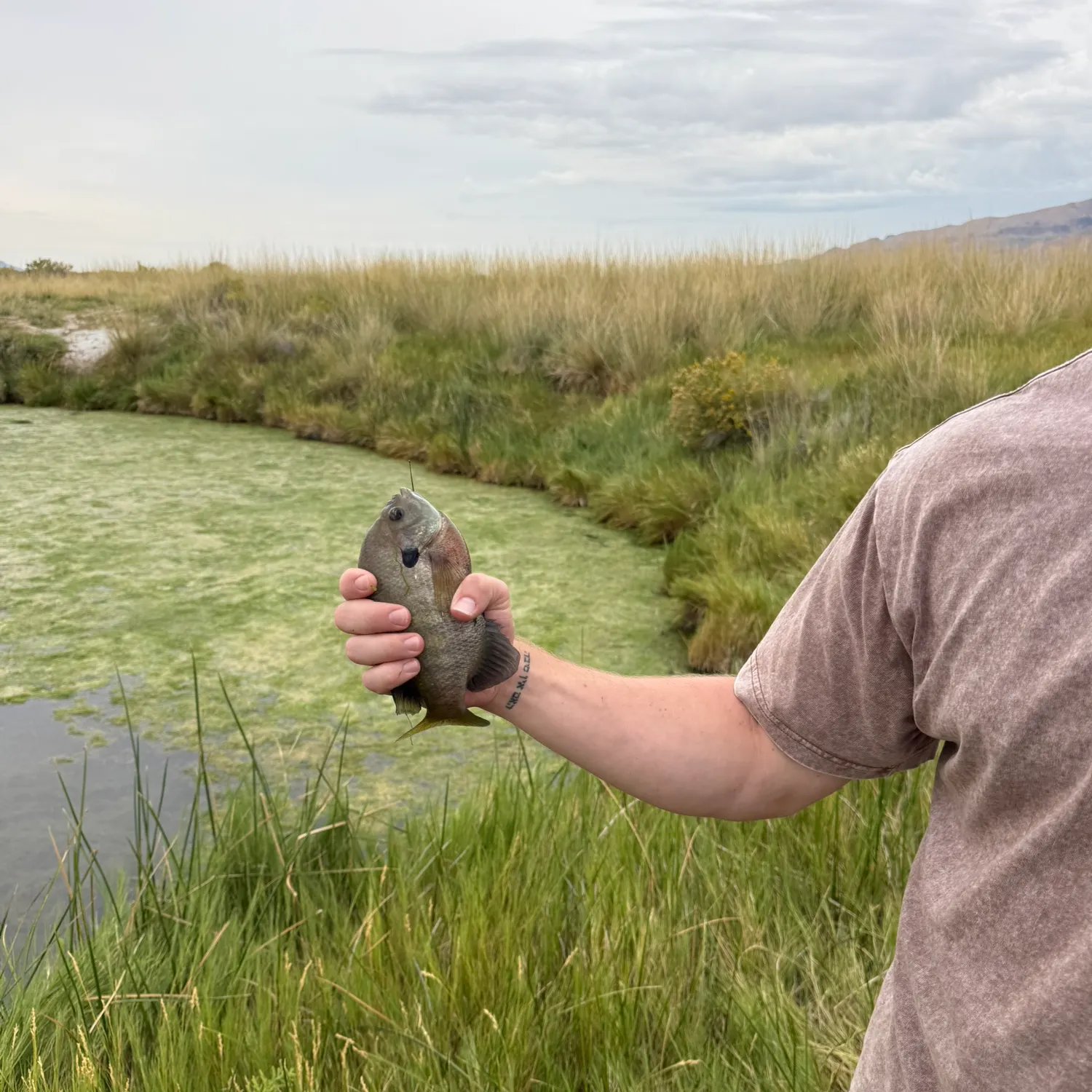 Bluegill caught on Fishbrain