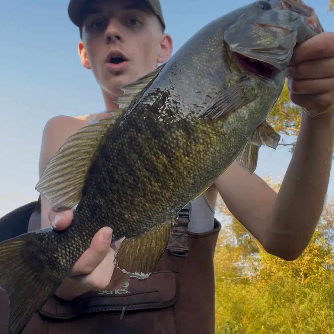 Smallmouth bass caught on Fishbrain