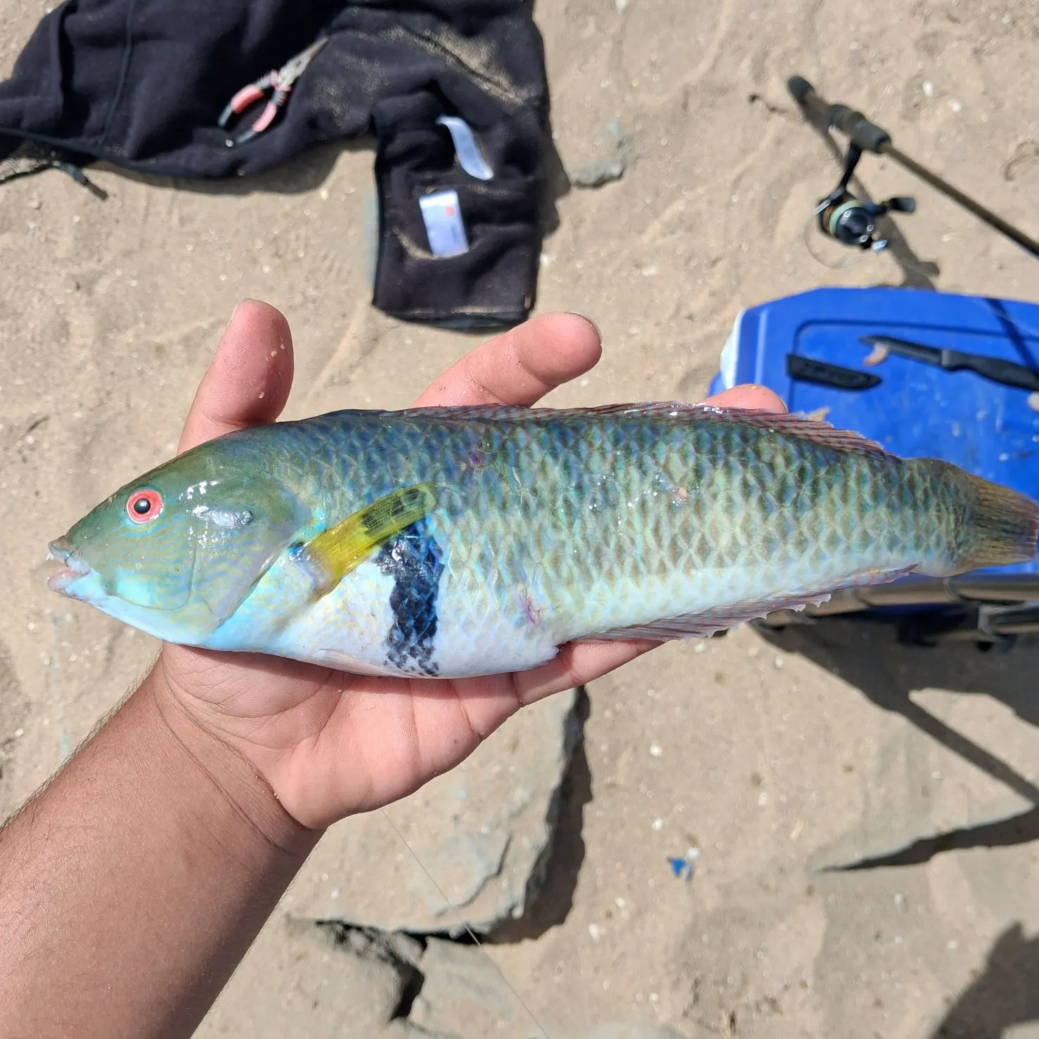 The most recent Rock wrasse catches on Fishbrain