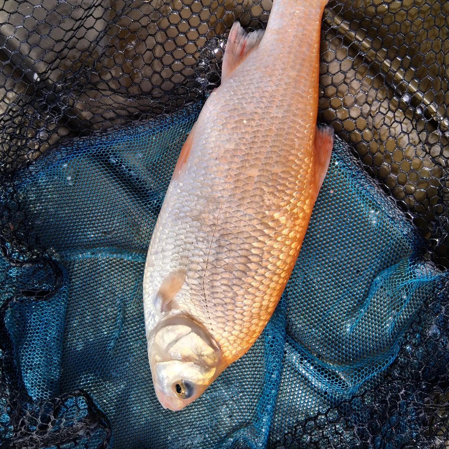Ide caught on Fishbrain