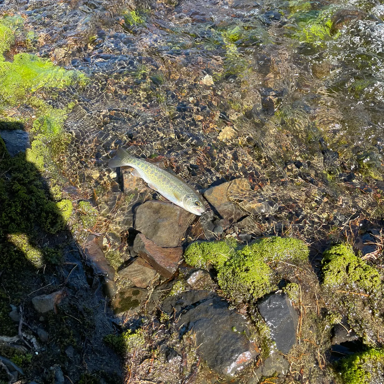 The most recent Columbia river redband trout catches on Fishbrain
