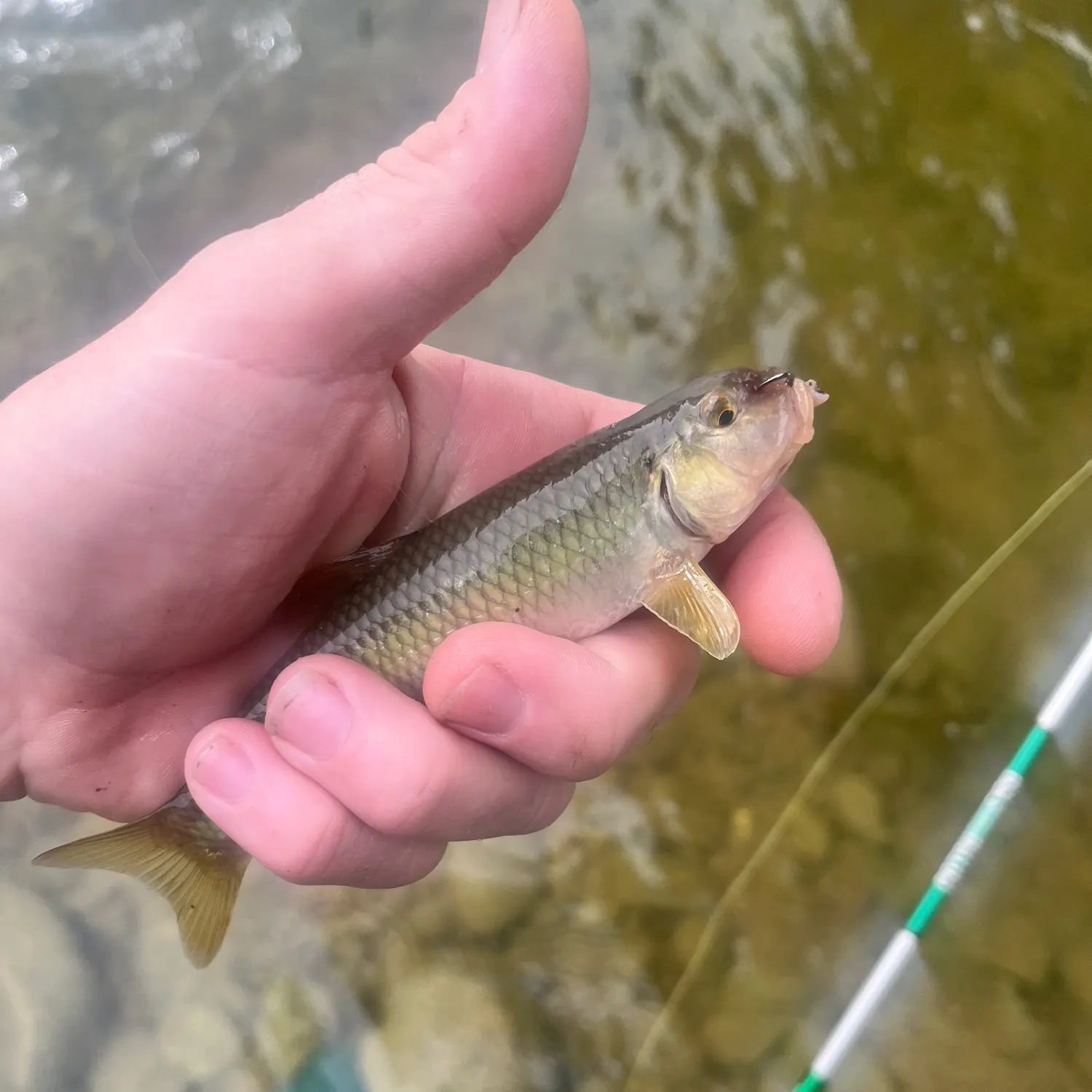 Hornyhead chub caught on Fishbrain