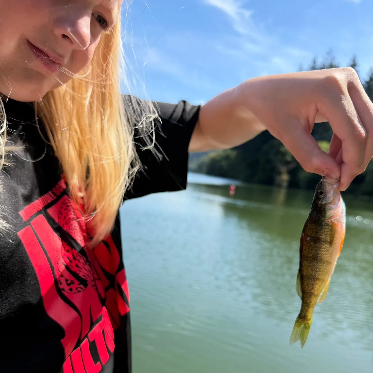 Yellow perch caught on Fishbrain