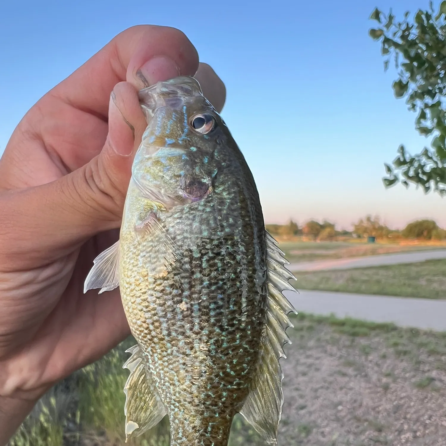 The most recent Pumpkinseed x green sunfish catches on Fishbrain