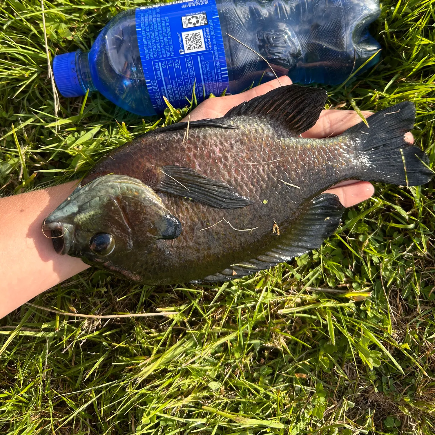 The most recent Bluegill catches on Fishbrain