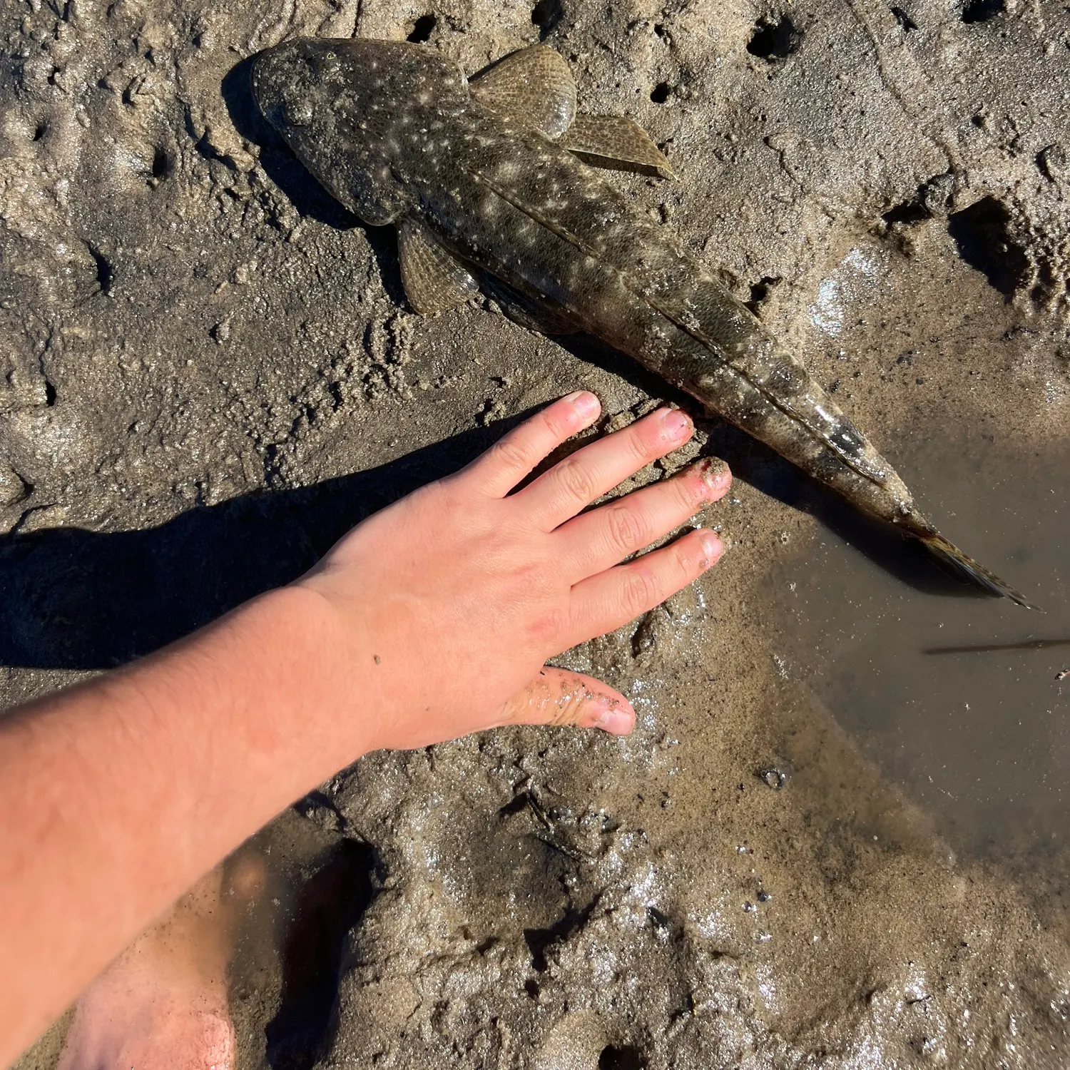 The most recent Dusky flathead catches on Fishbrain