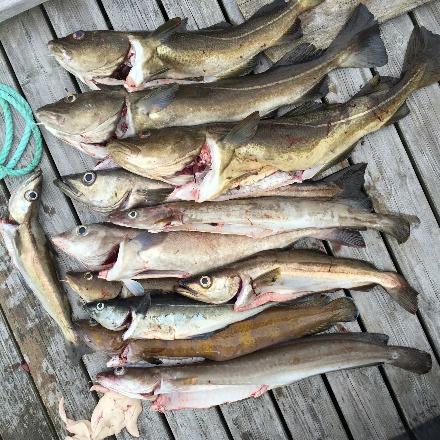 recently logged catches