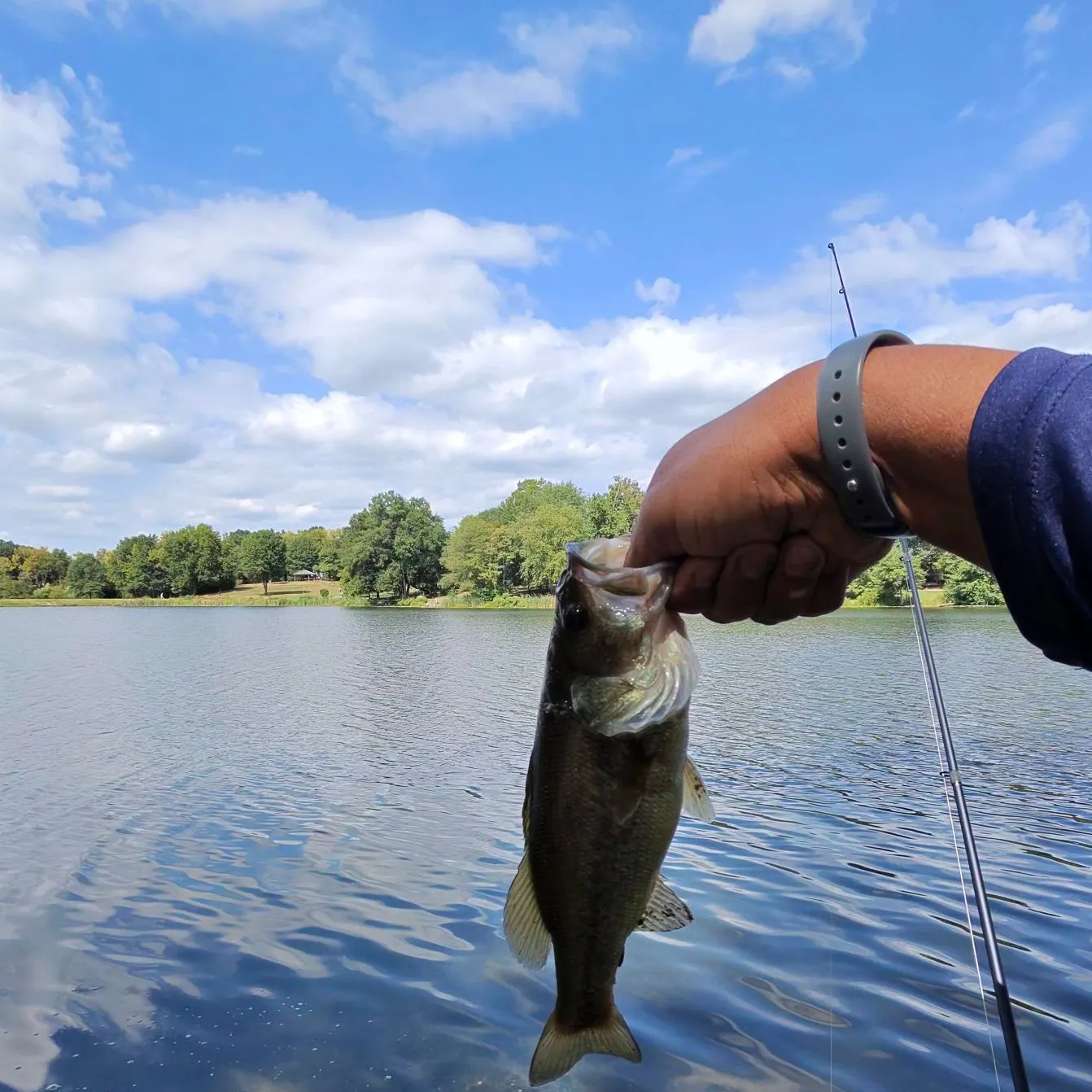 Largemouth bass caught on Fishbrain