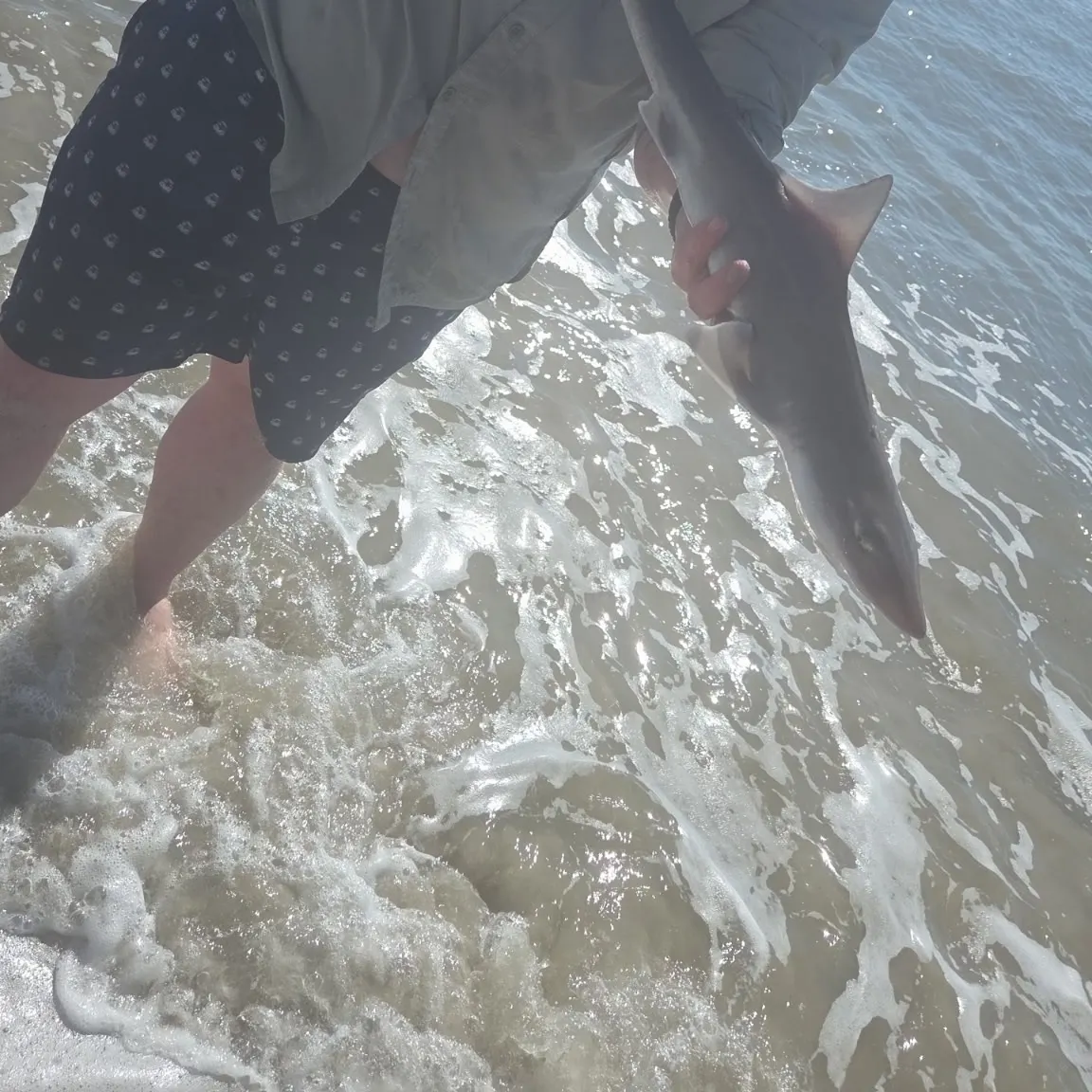 The most recent Piked dogfish catches on Fishbrain