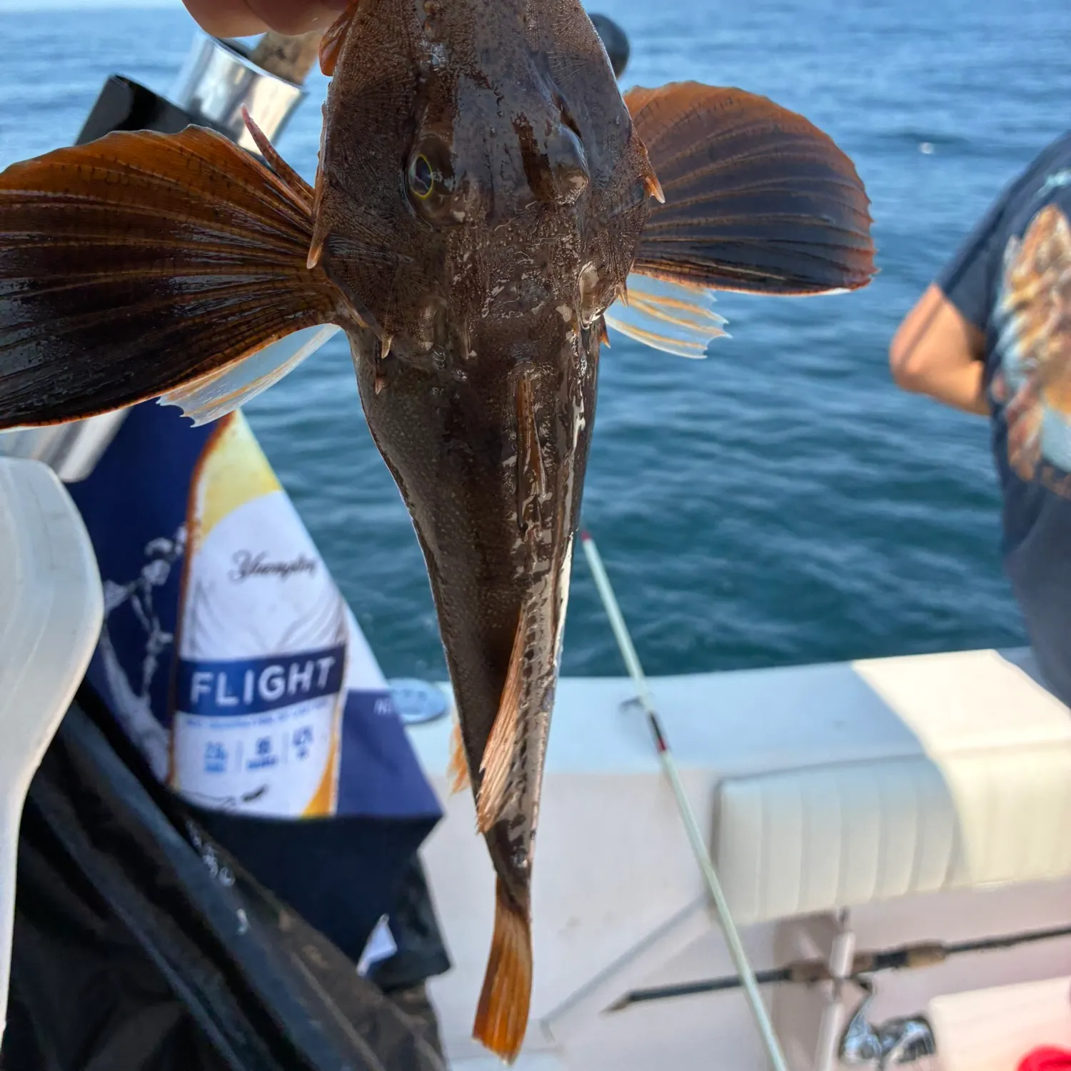 Striped searobin caught on Fishbrain