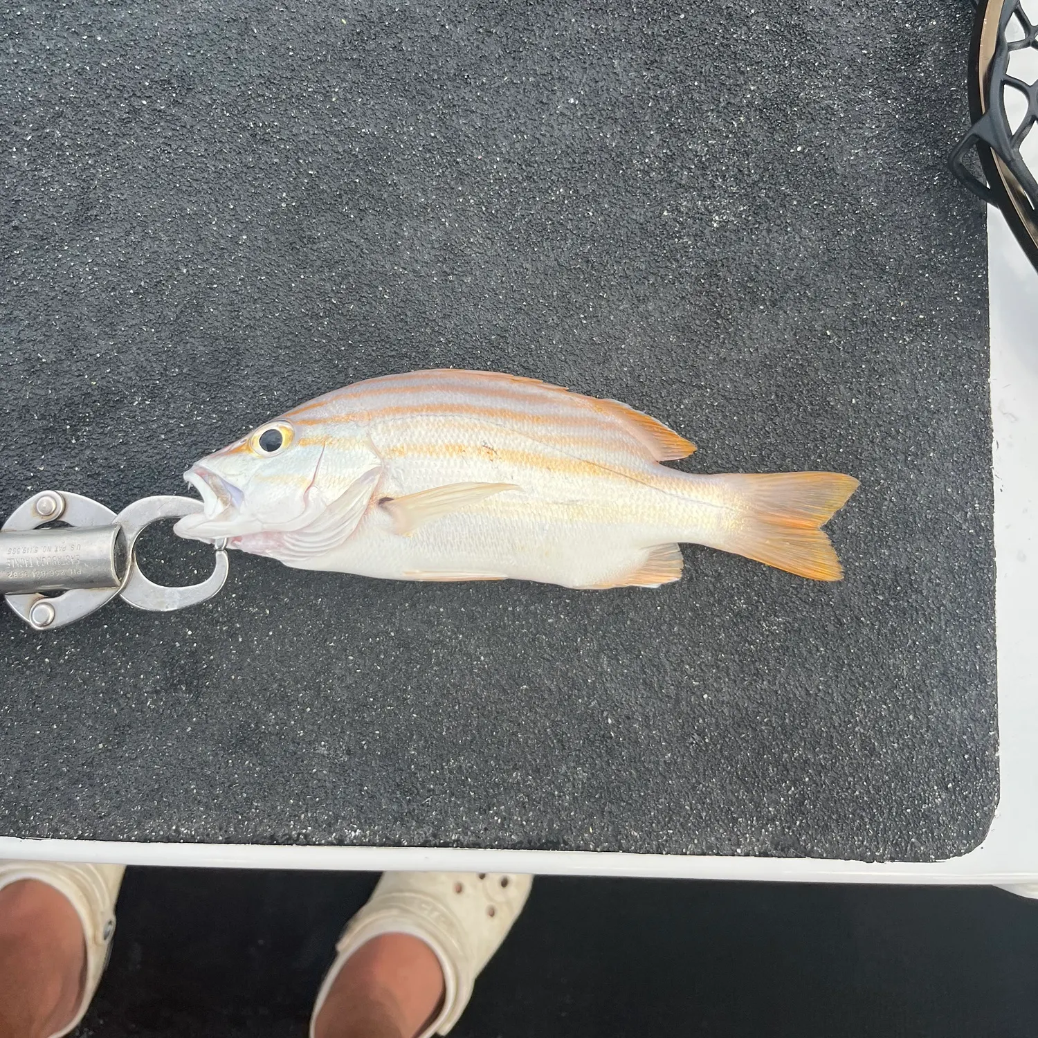 The most recent Spanish flag snapper catches on Fishbrain