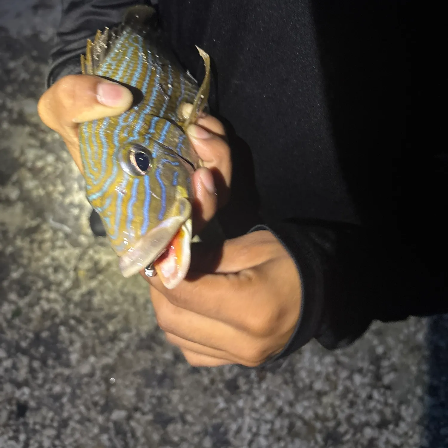 Fish caught on Fishbrain