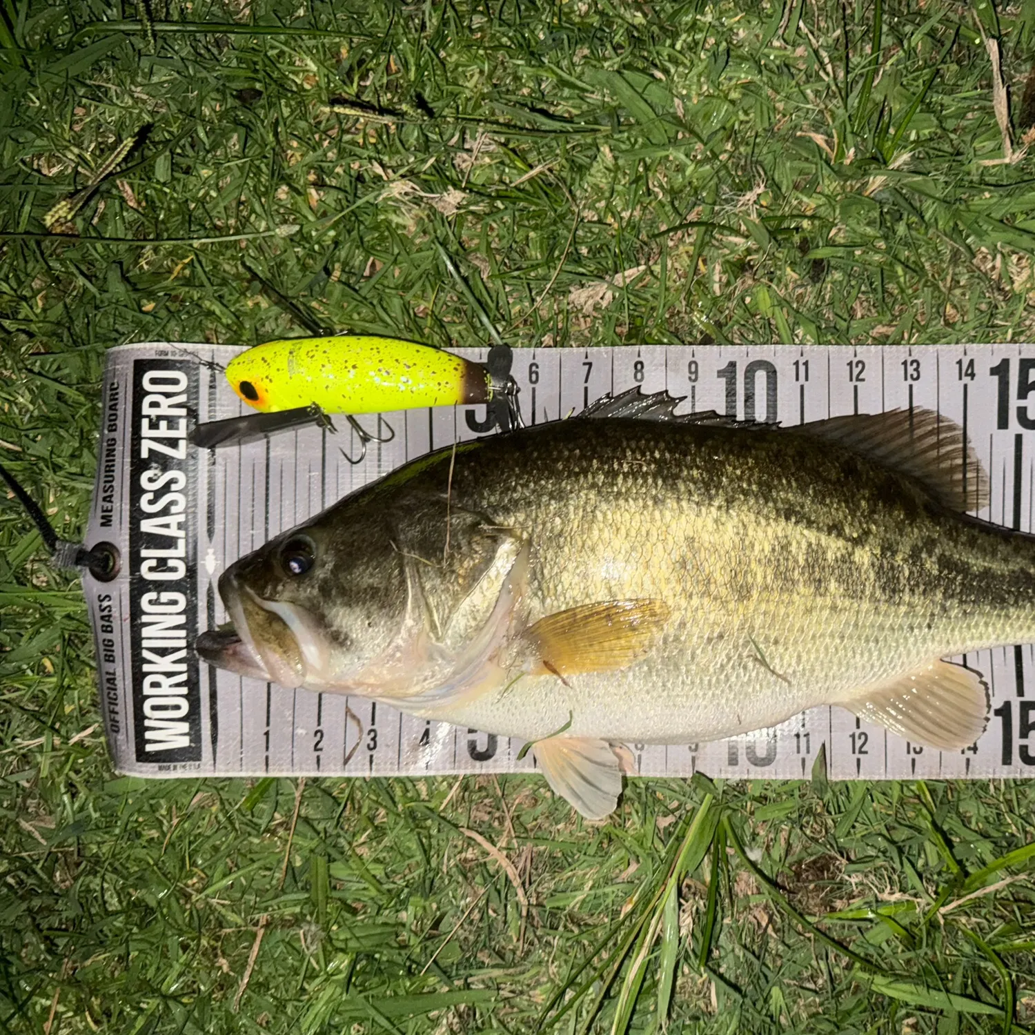 Largemouth bass caught on Fishbrain
