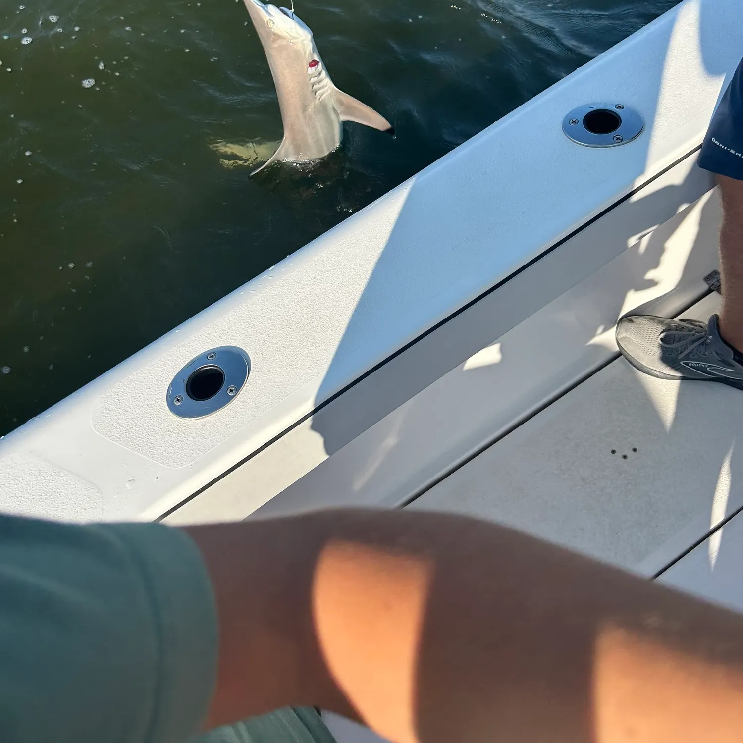 Atlantic sharpnose shark caught on Fishbrain