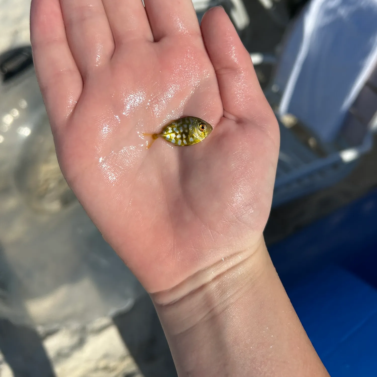 The most recent Yellow jack catches on Fishbrain