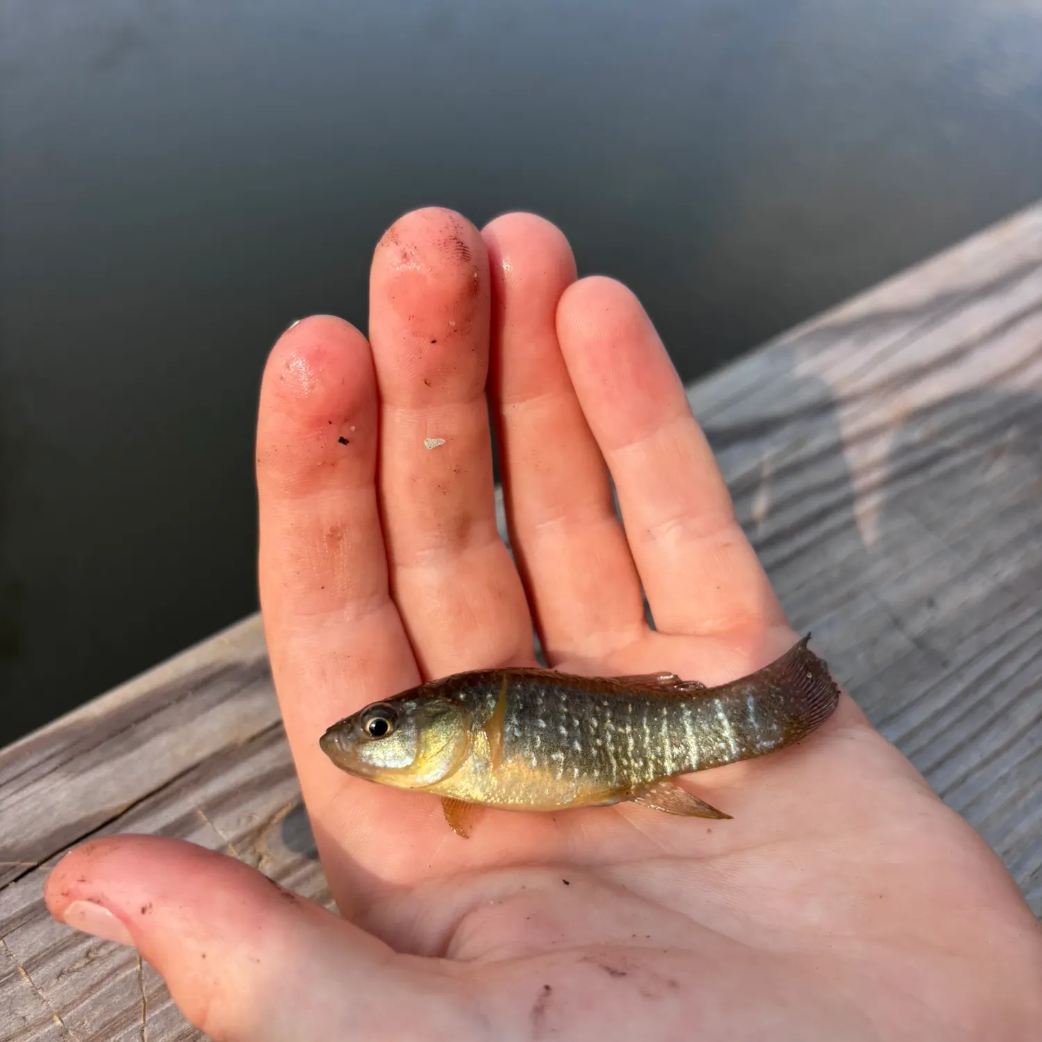 The most recent Marsh killifish catches on Fishbrain