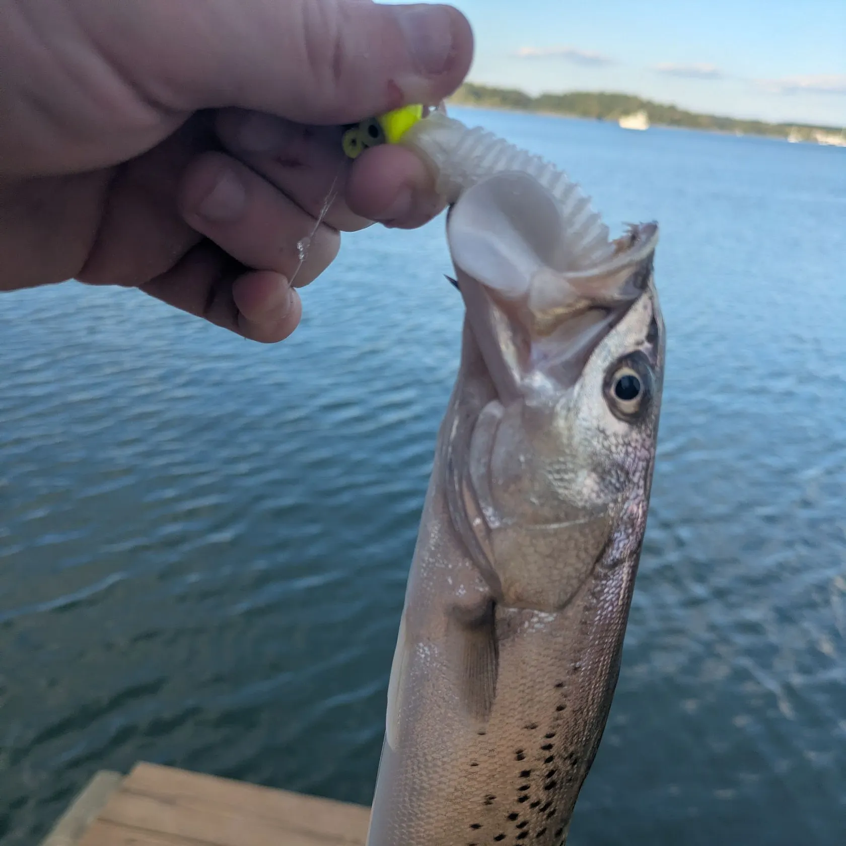 Spotted seatrout caught on Fishbrain