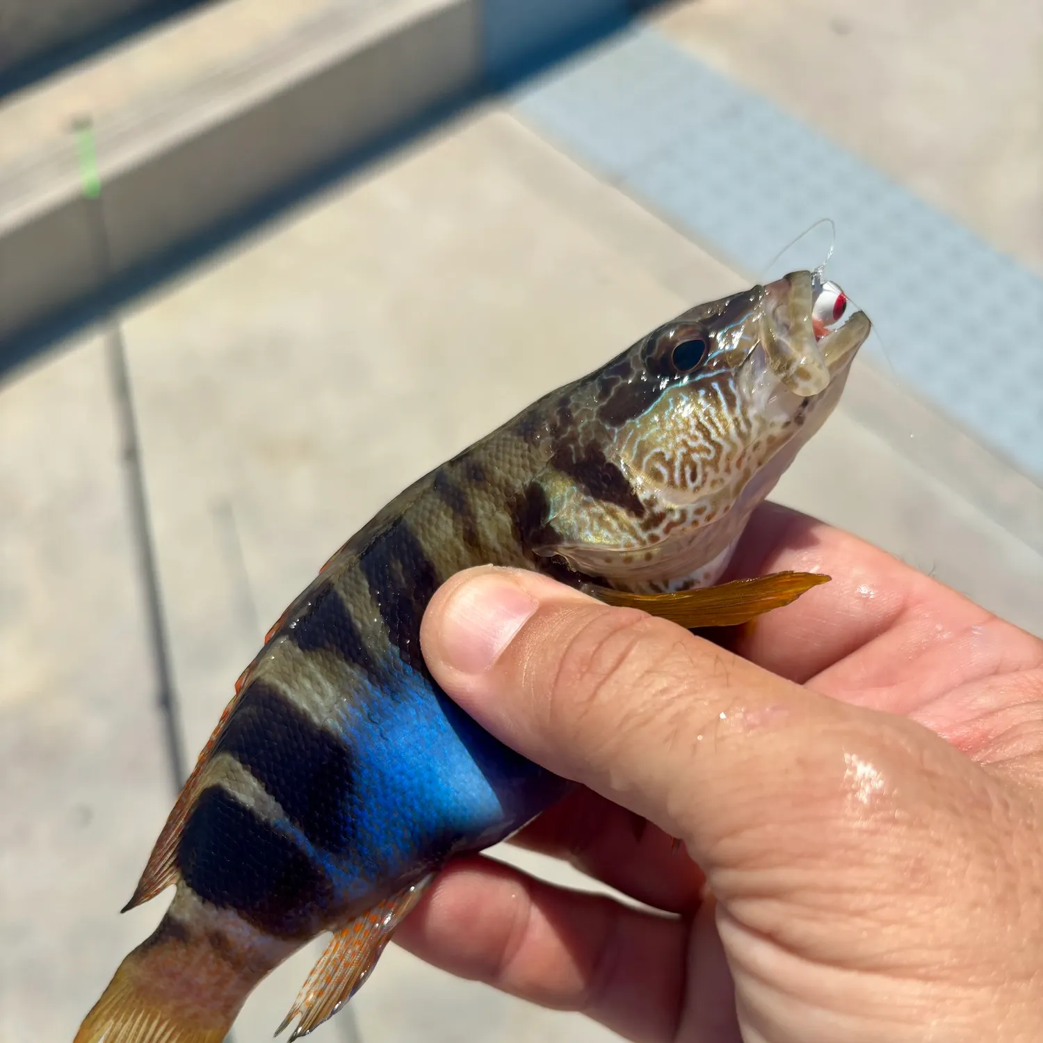The most recent Painted comber catches on Fishbrain
