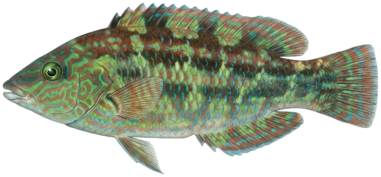 Corkwing wrasse