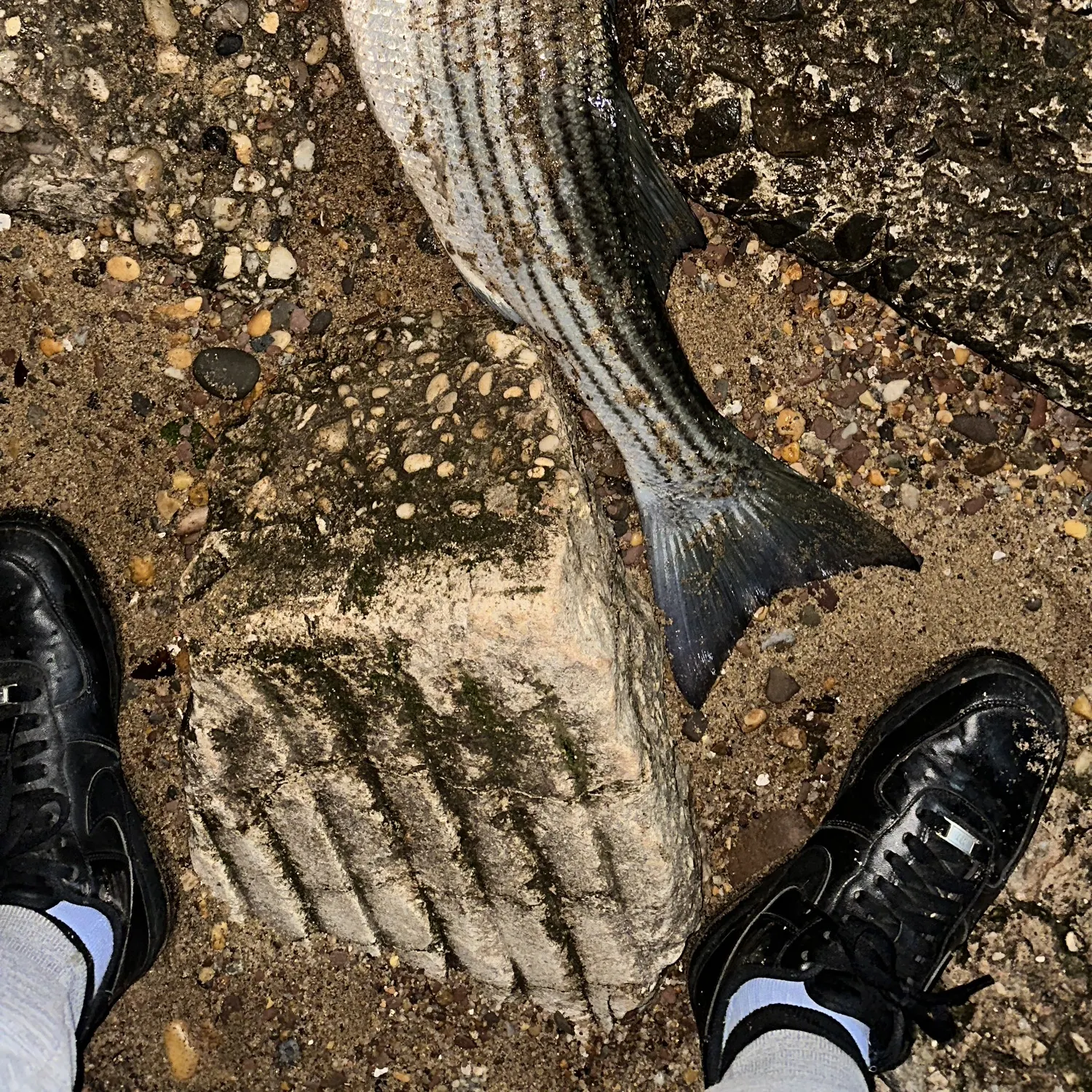 The most recent Striped bass catches on Fishbrain