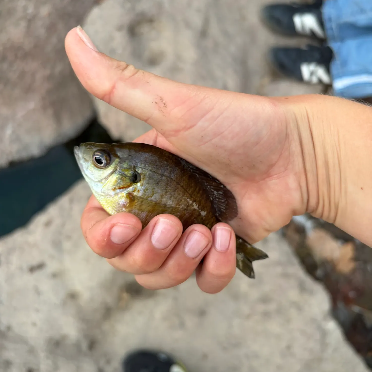 Bluegill caught on Fishbrain