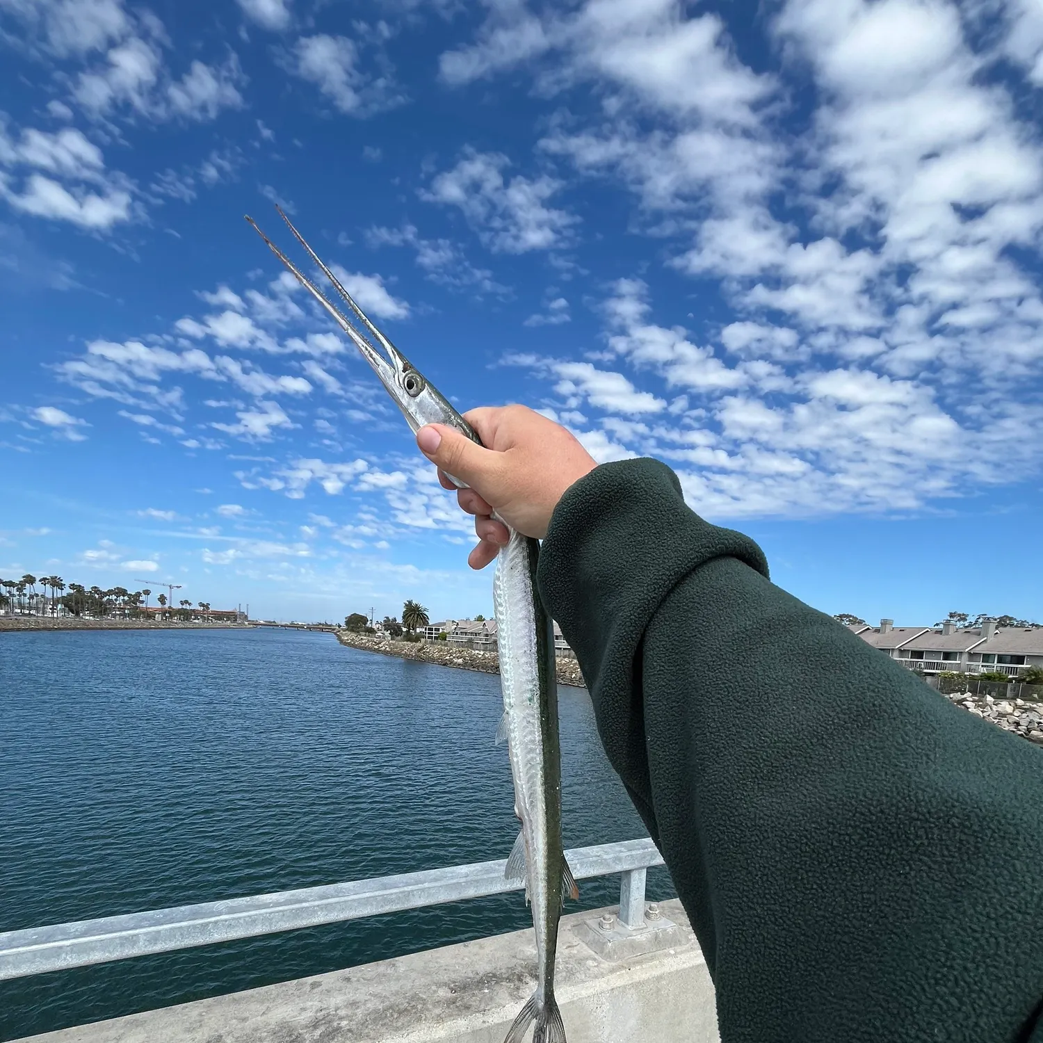 The most recent California needlefish catches on Fishbrain