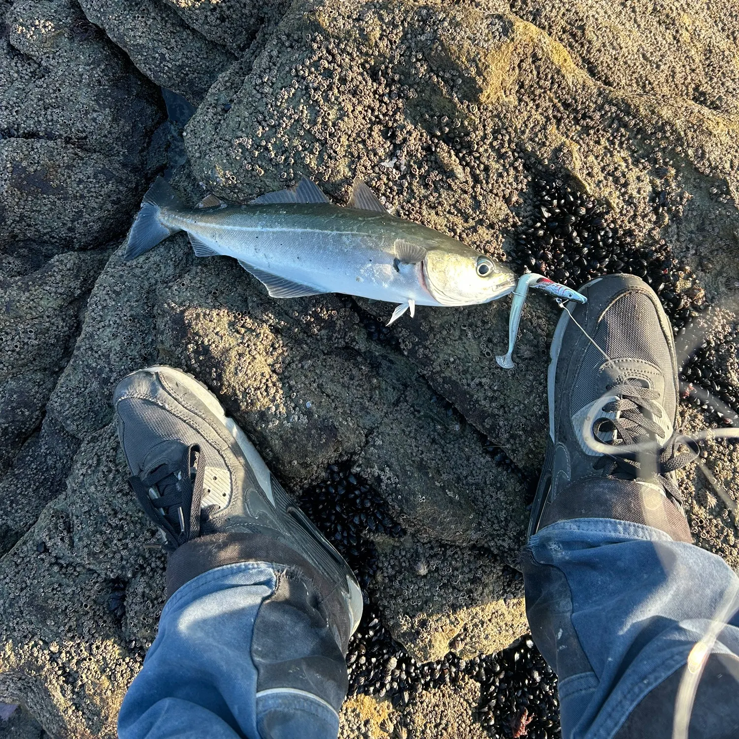 The most recent Atlantic pollock catches on Fishbrain